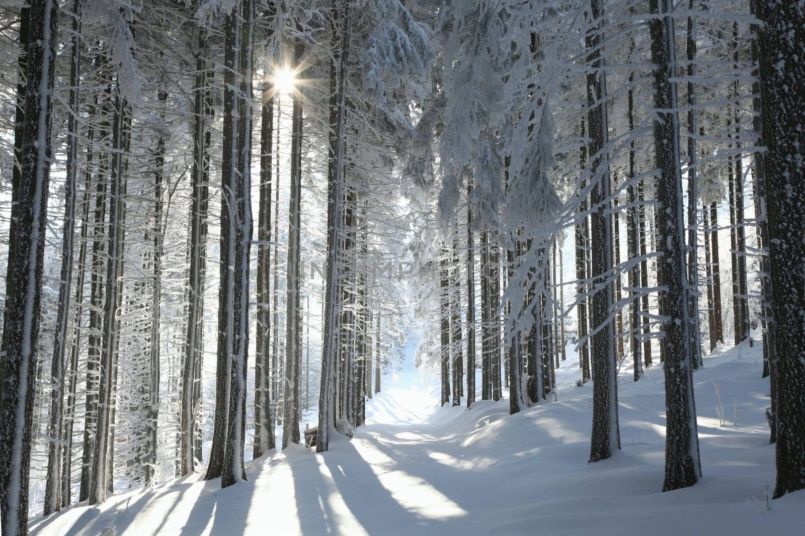 Forest trail among frosted pine trees on a sunny morning