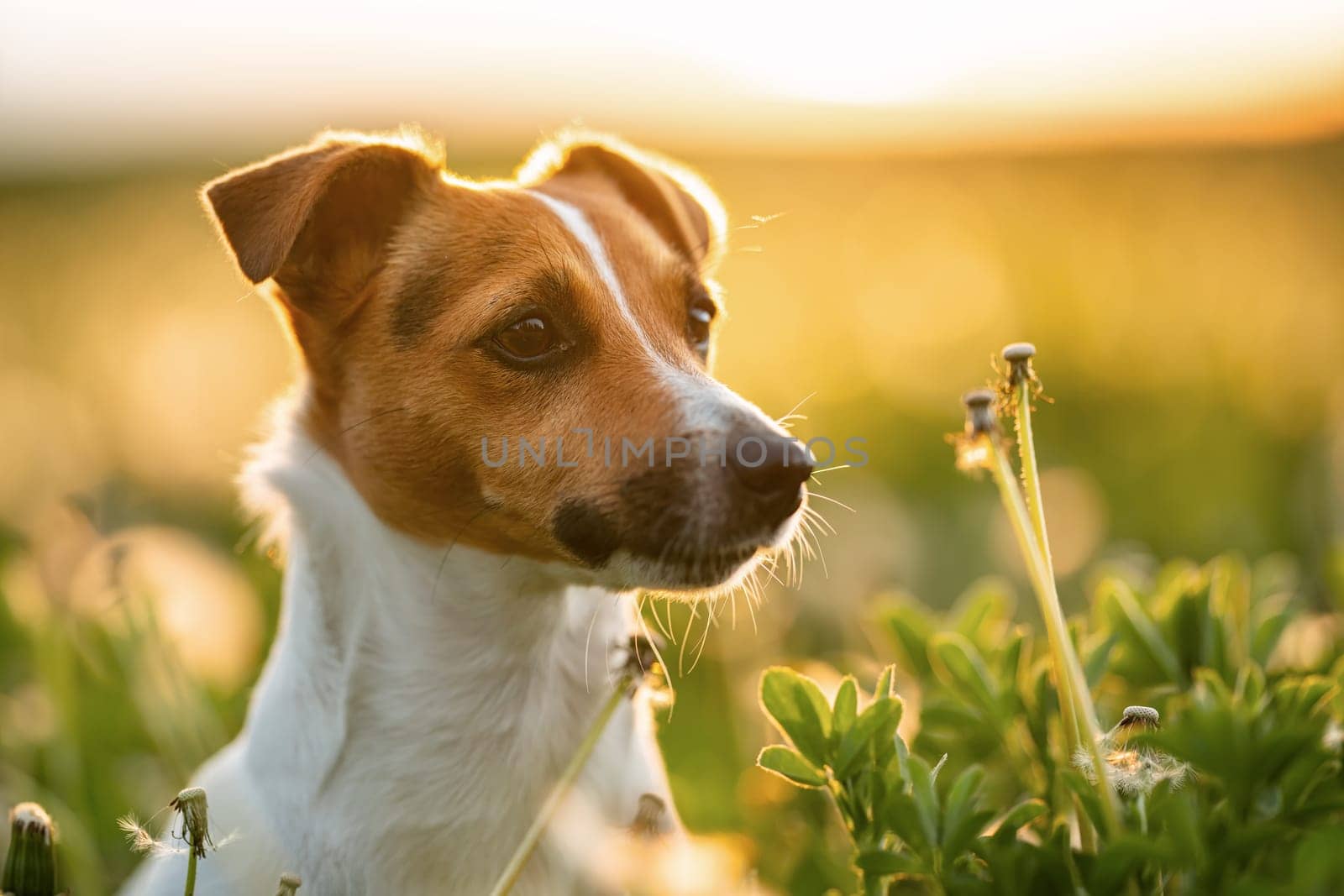 Small Jack Russell terrier sitting on autumn low grass, looking to side, nice blurred back light background. Closeup detail at her head.