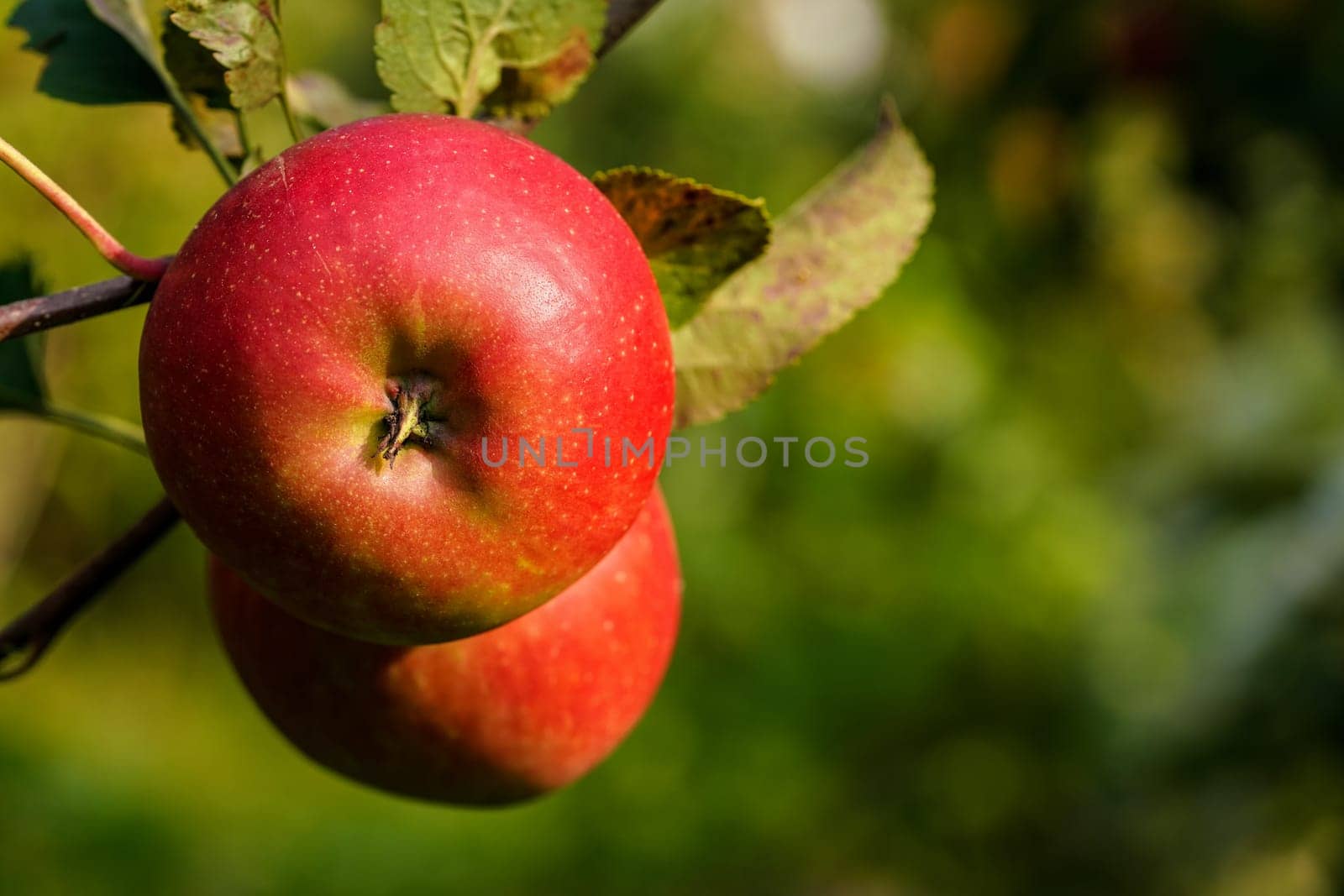 Ripe red apple growing on a tree in garden, closeup detail during sunny day.