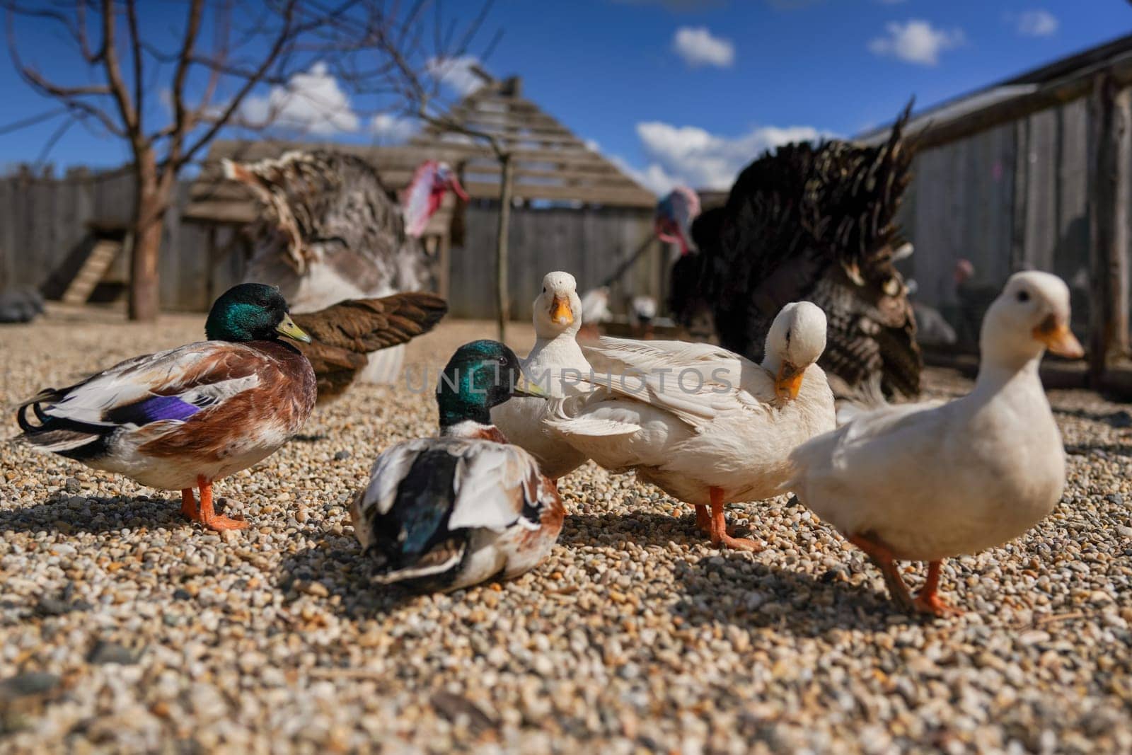 Group of ducks on small round stones ground, blurred farm background, close detail, shallow depth field photo.
