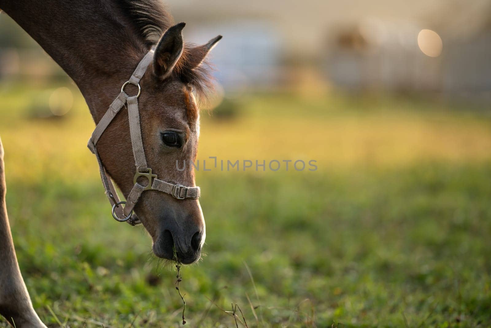 Dark brown Arabian horse foal grazing over green grass field, closeup detail to head.
