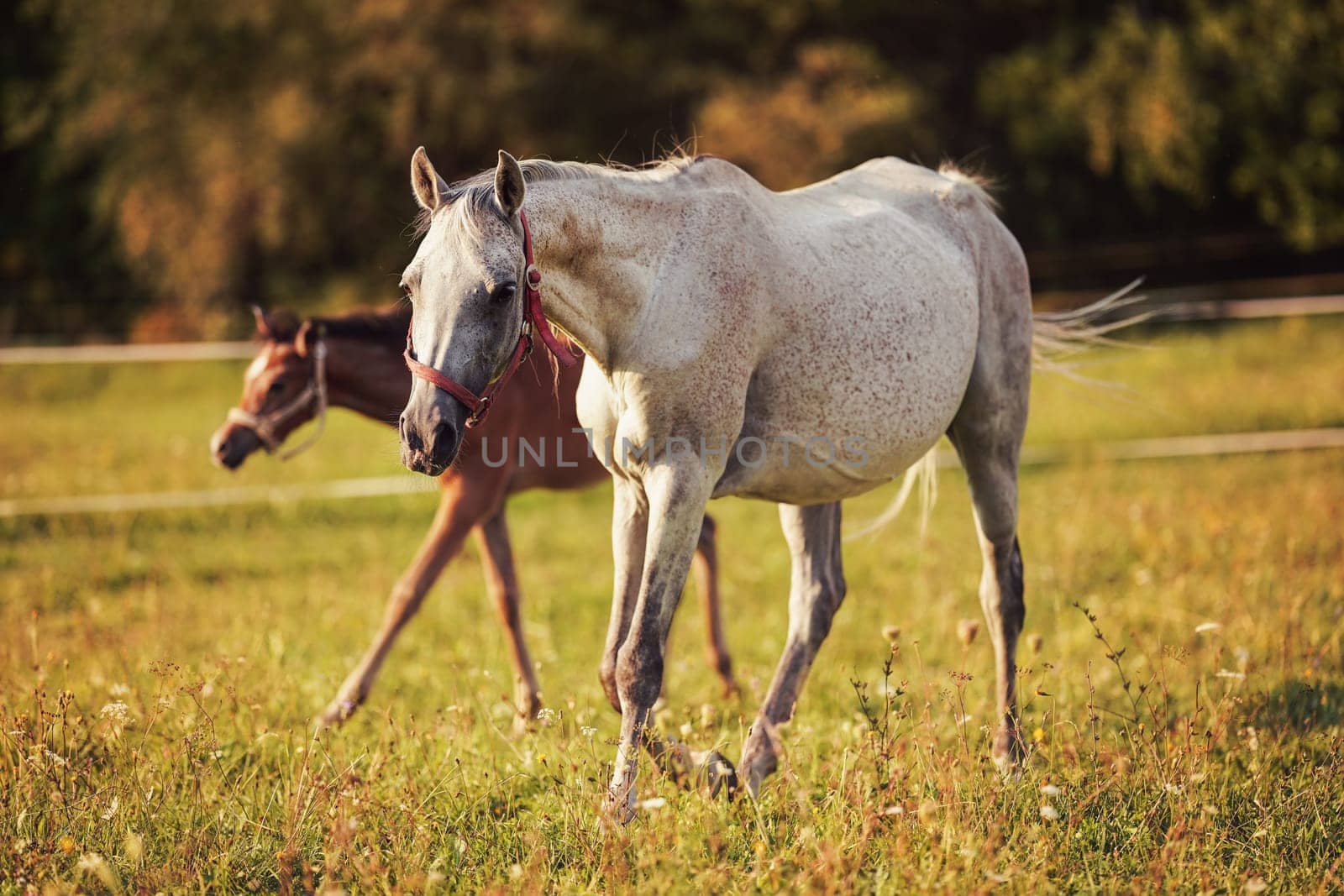 White Arabian horse walking on green grass field, blurred brown foal background.