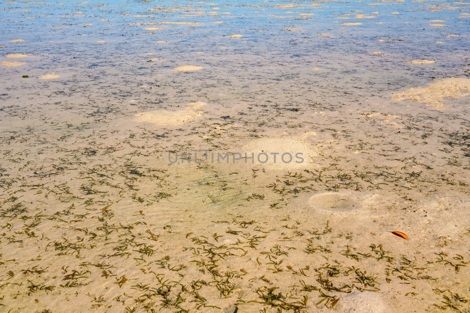Sun shines to shallow sea during low tide, plants and sand visible under water.