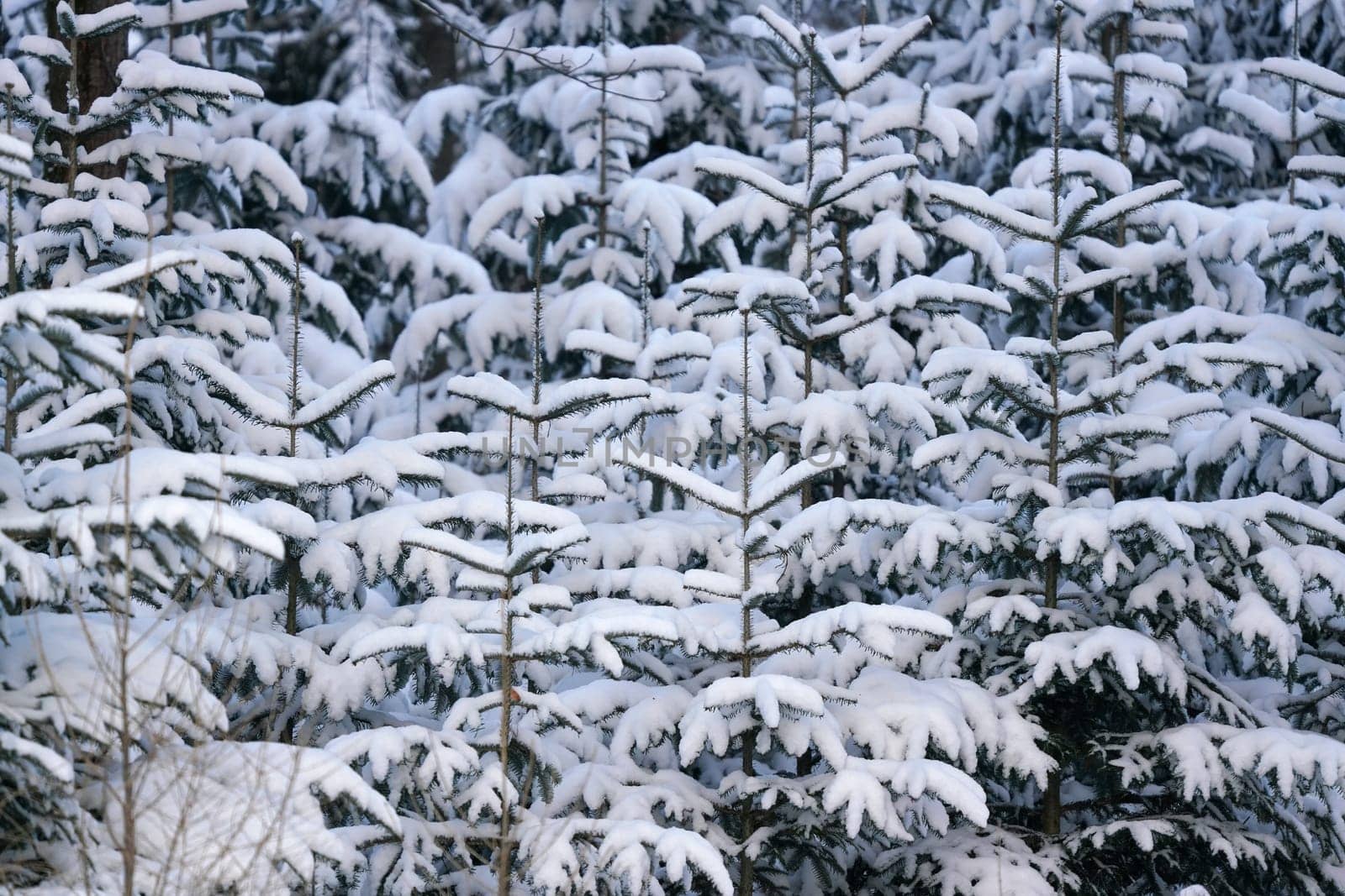Young coniferous tree in forest, branches covered with fresh snow.