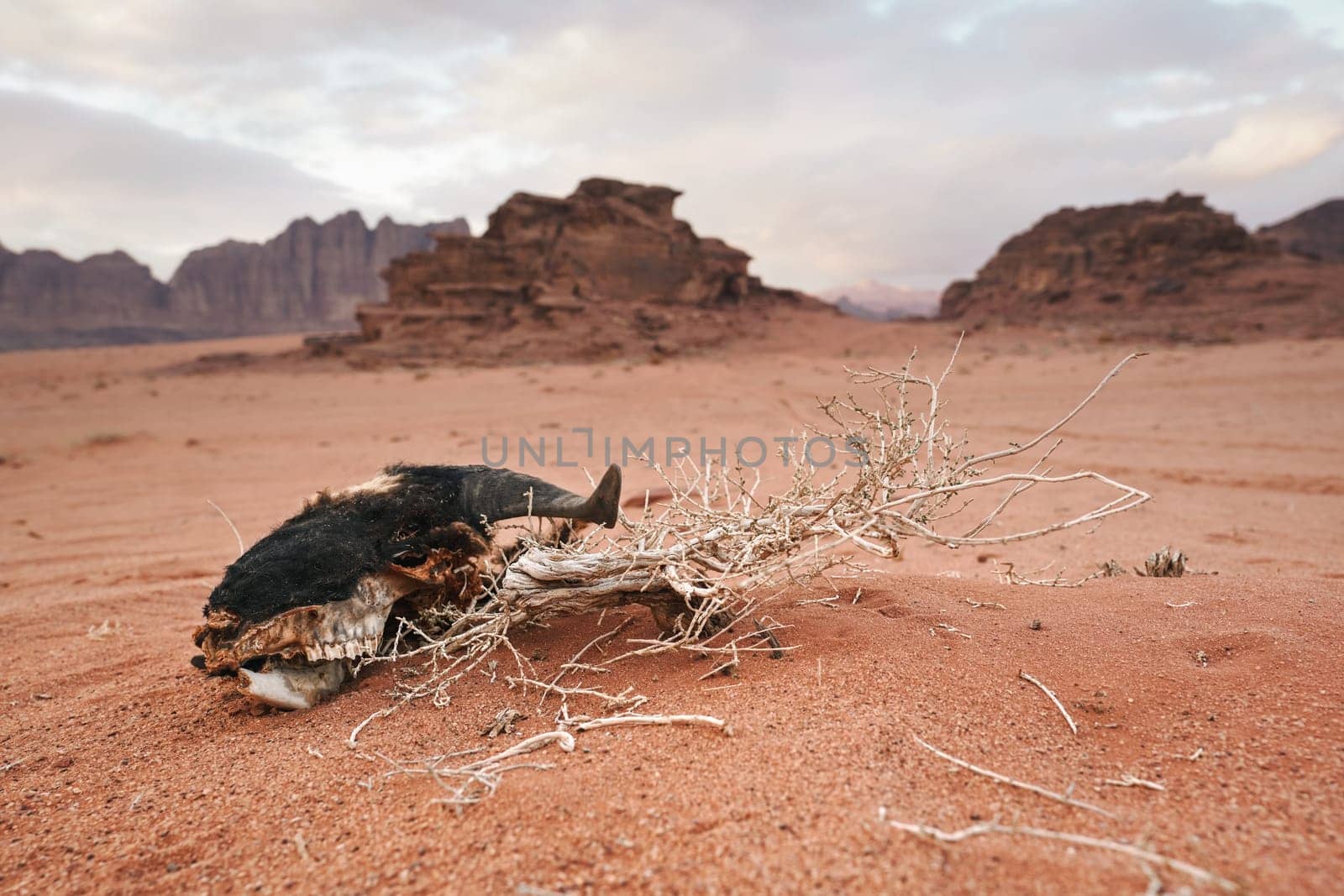 Old goat head skull, meat eaten by wild animals and birds, on red sand desert, mountains in distance, landscape of Wadi Rum, Jordan.