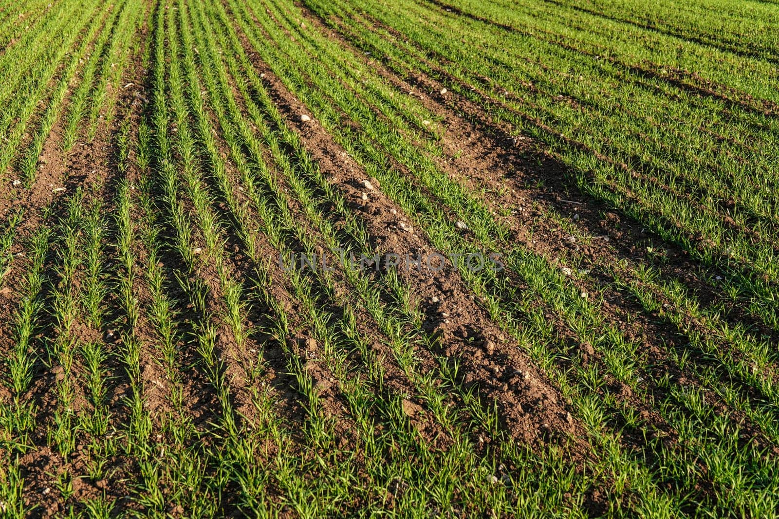 Spring filed with wheat seedlings forming regular lines.