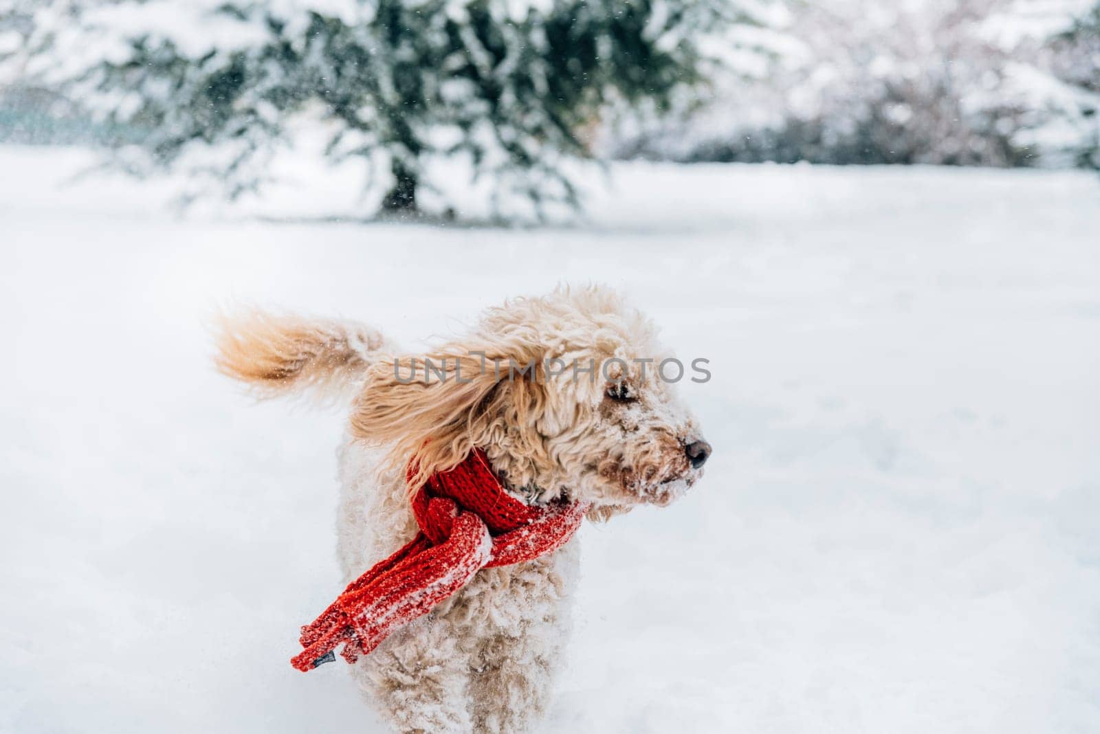 Cute and funny little dog with red scarf playing and jumping in the snow. Happy puddle having fun with snowflakes. Outdoor winter happiness.