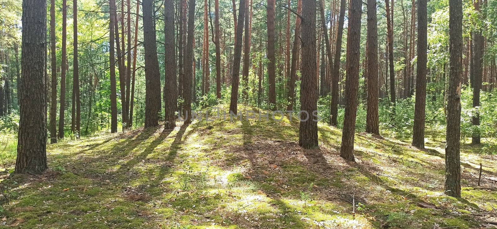Sunlight from top in forest. Summer wood. Forest landscape. Bright sun beams in dark forest. Beautiful wood landscape. Pine forest with trees on glade and brushwood