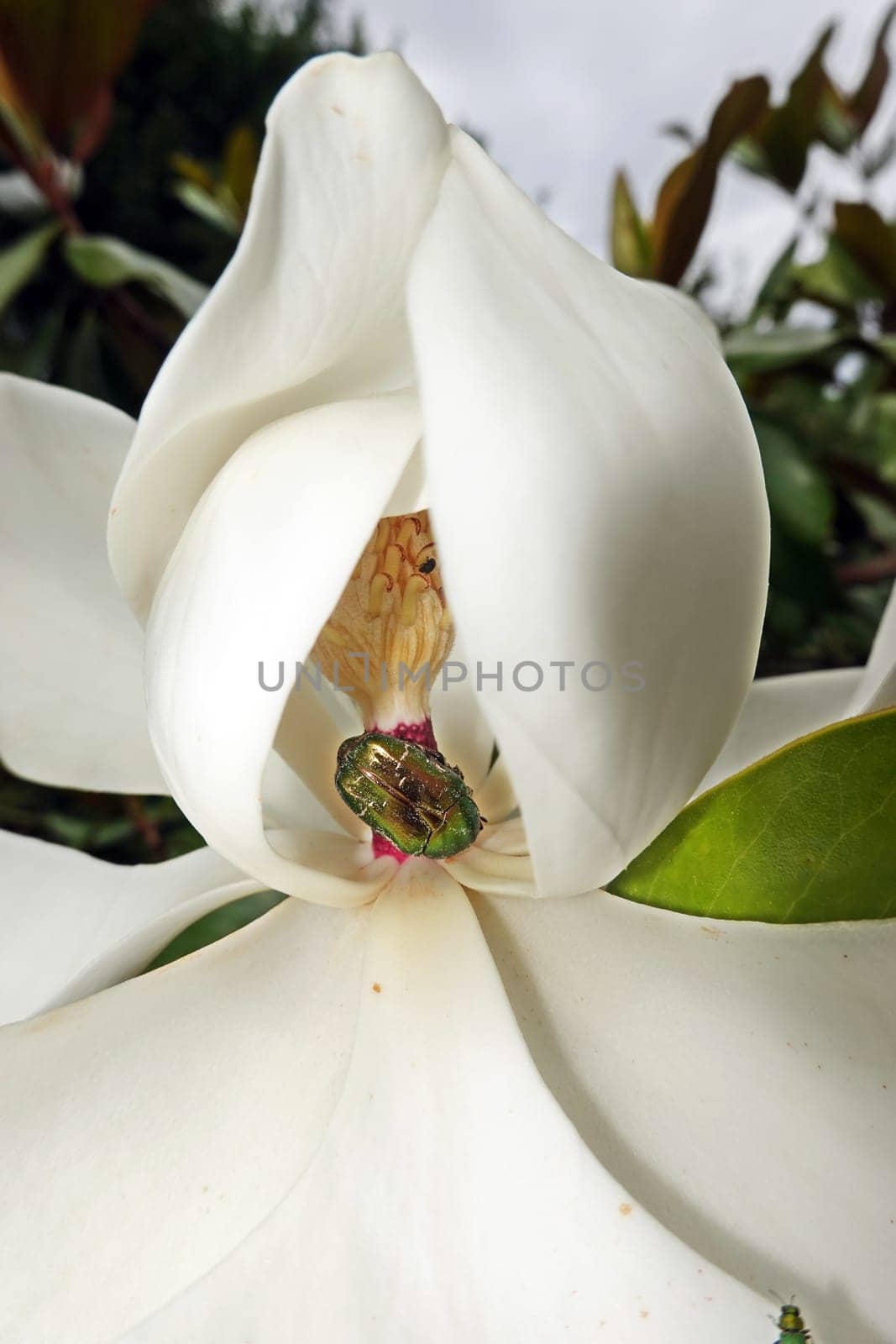 Goldglänzender Rosenkäfer (Cetonia aurata) und Glänzender Blütenprachtkäfer (Anthaxia nitidula) an der Blüte einer Immergrünen Magnolie (Magnolia grandiflora)