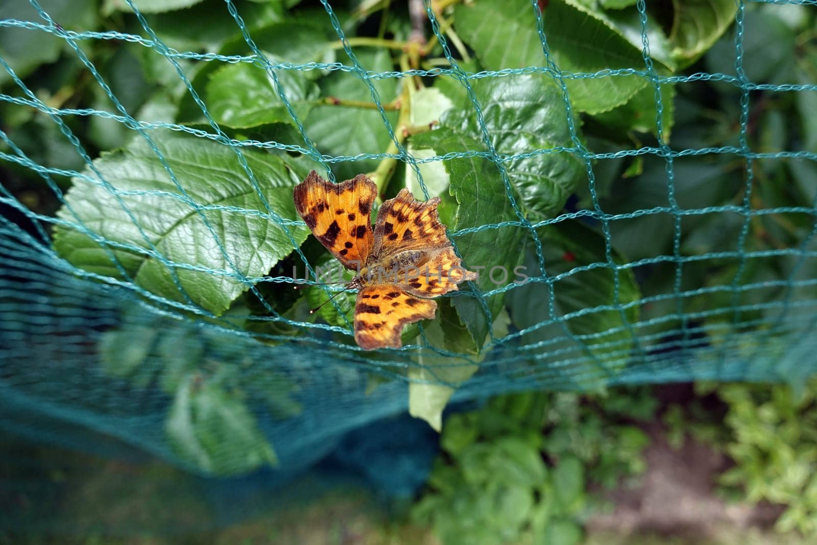 C-Falter (Polygonia c-album, Syn.: Nymphalis c-album, auf einem Teichnetz sitzend