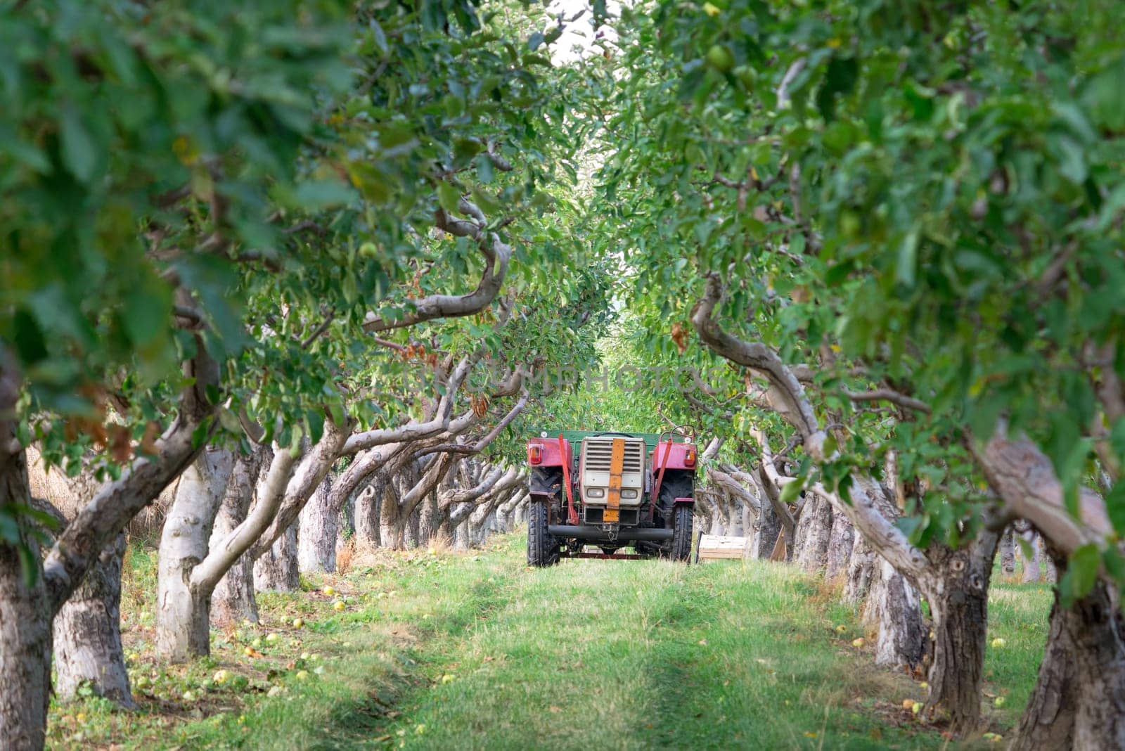 Old tractor with trailer in the apple trees orchard