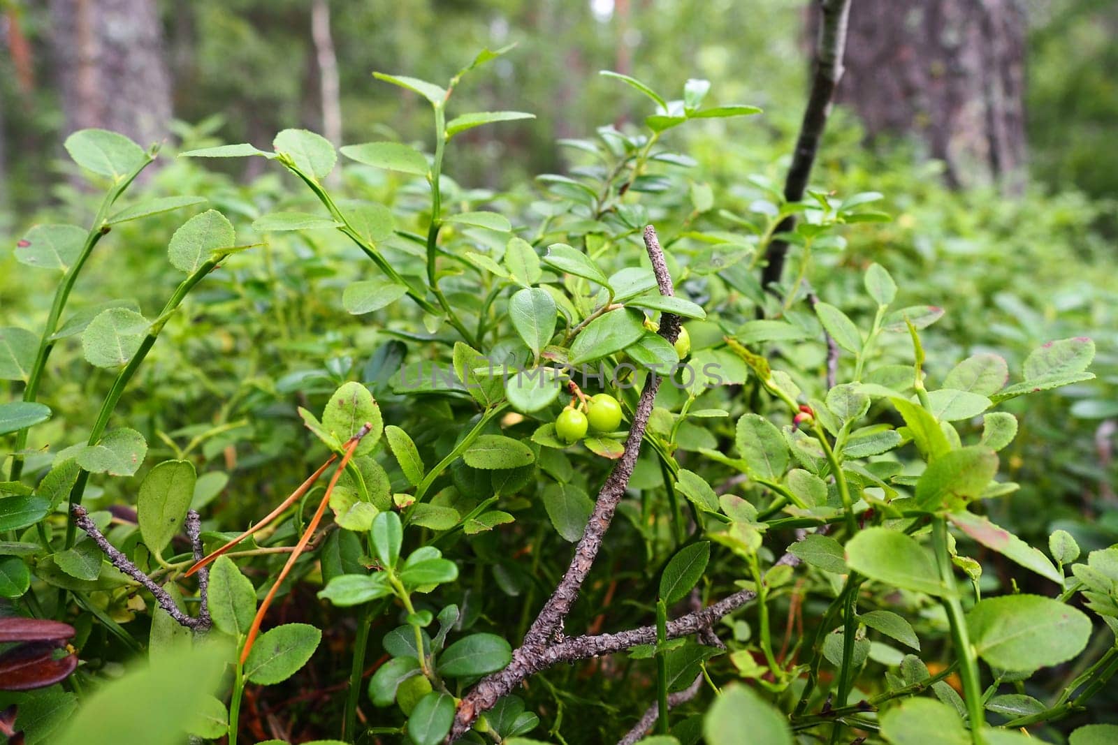 Blueberry, or Blueberry myrtle Vaccinium myrtillus, a low-growing shrub, a species of the genus Vaccinium of the family Heatheraceae. Forest wild blue purple berries and green leaves. Picking berries
