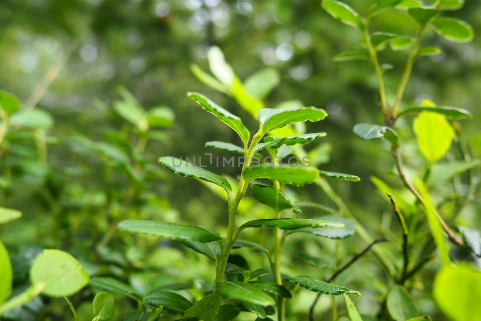 Blueberry, or Blueberry myrtle Vaccinium myrtillus, a low-growing shrub, a species of the genus Vaccinium of the family Heatheraceae. Forest wild blue purple berries and green leaves. Picking berries