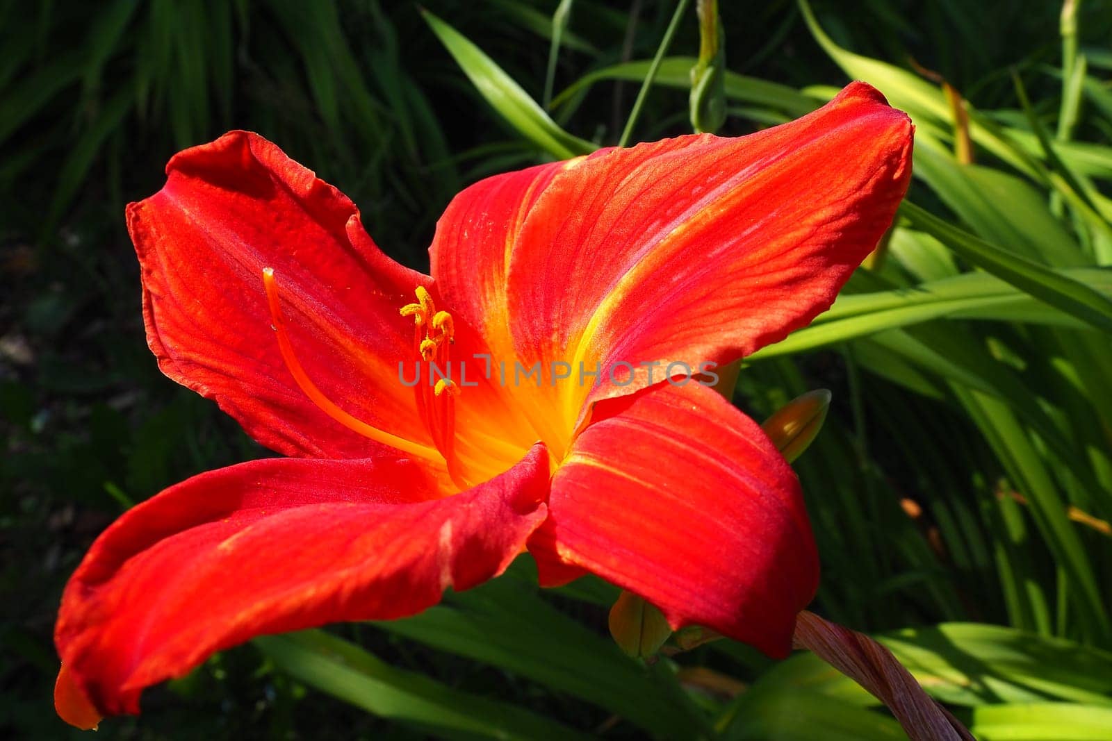 Hemerocallis hybrid Anzac is a genus of plants of the Lilaynikov family Asphodelaceae. Beautiful red lily flowers with six petals. Long thin green leaves. Flowering and crop production as a hobby.