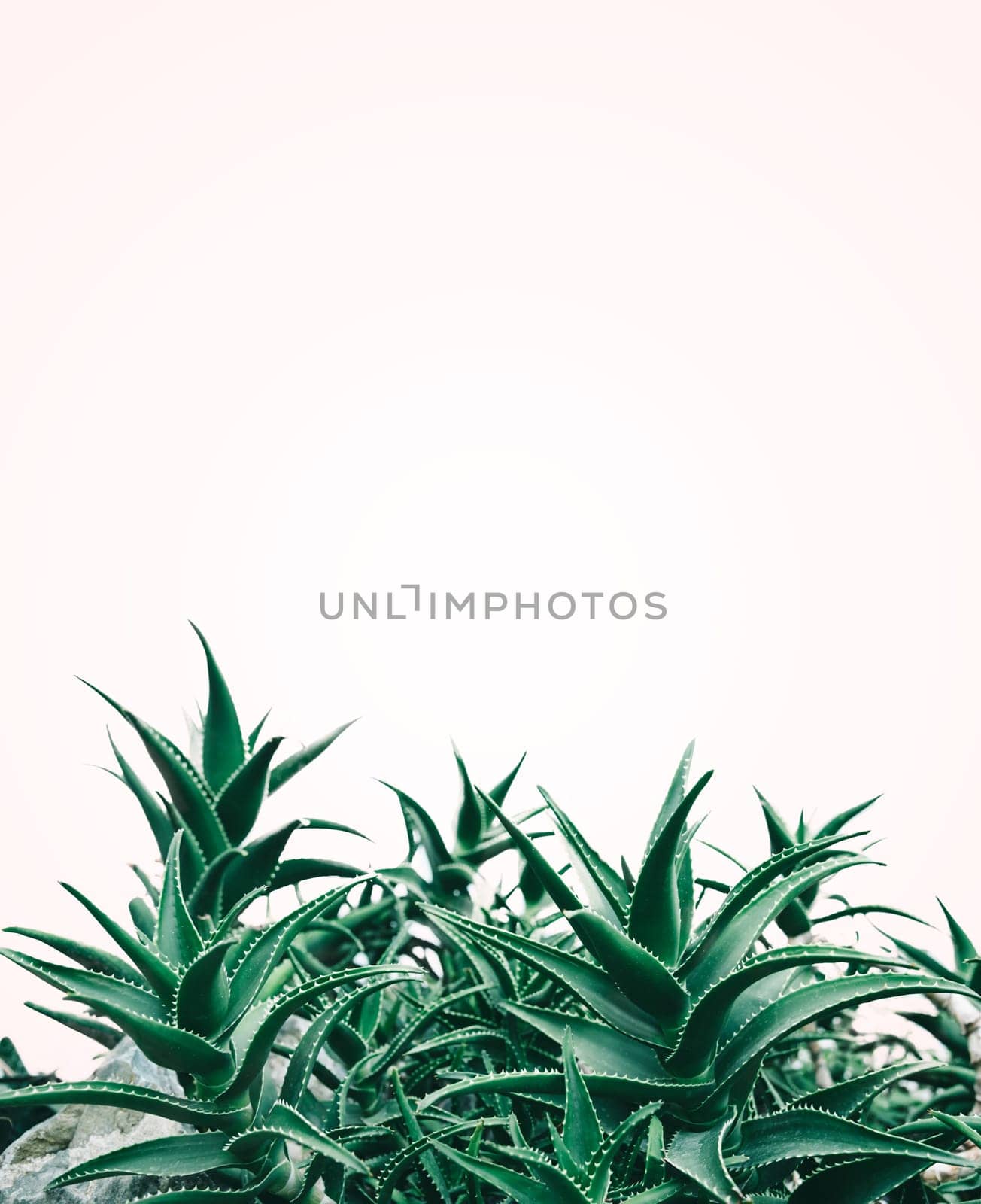 Cool minimal nature design with aloe vera plant in pastel and green color. Creative contemporary and trendy background layout.