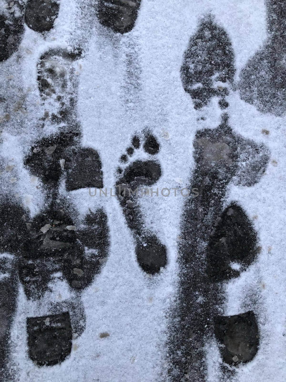among the footprints the footprint of the bare feet of a bigfoot in the snow