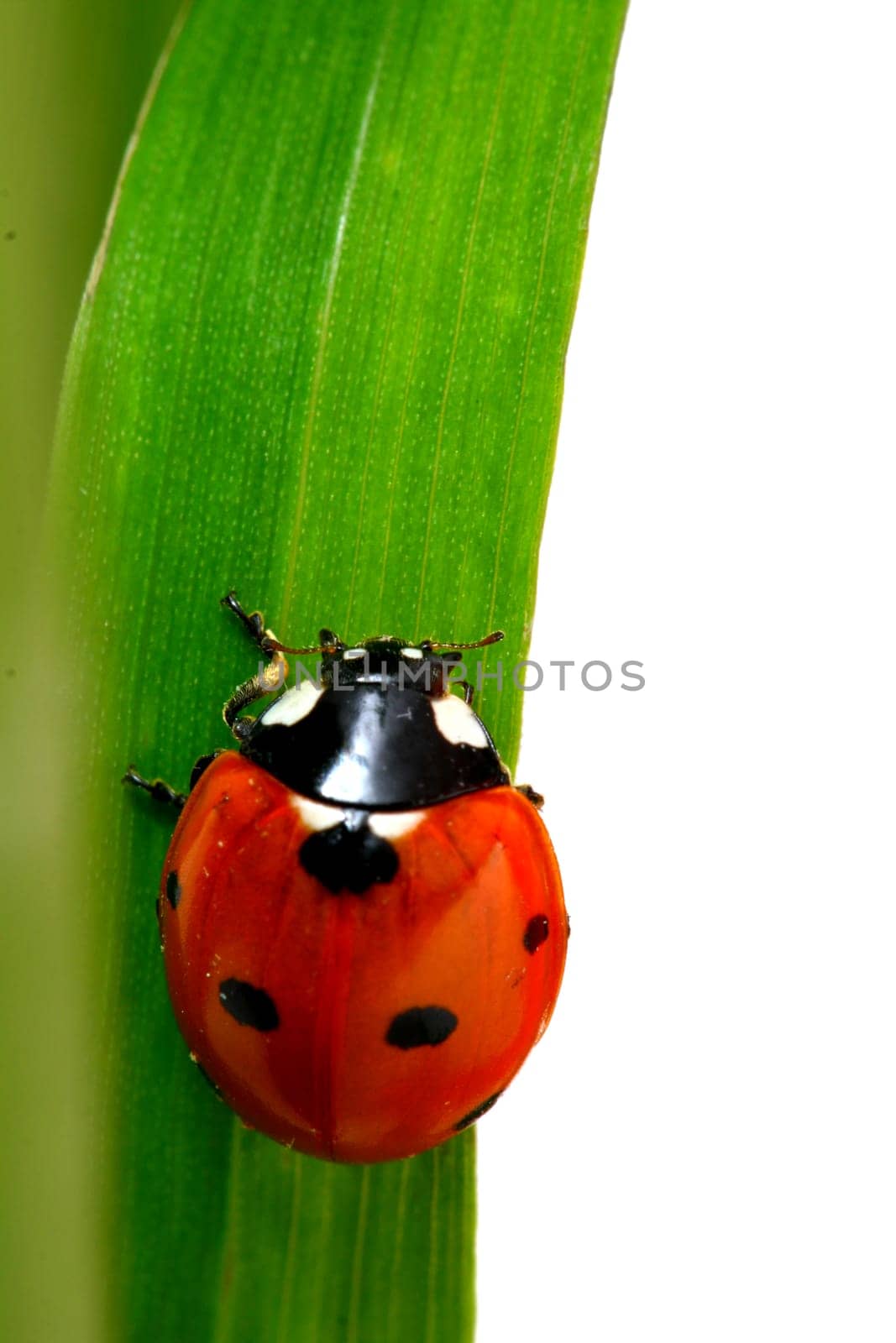 ladybug on grass isolated on white