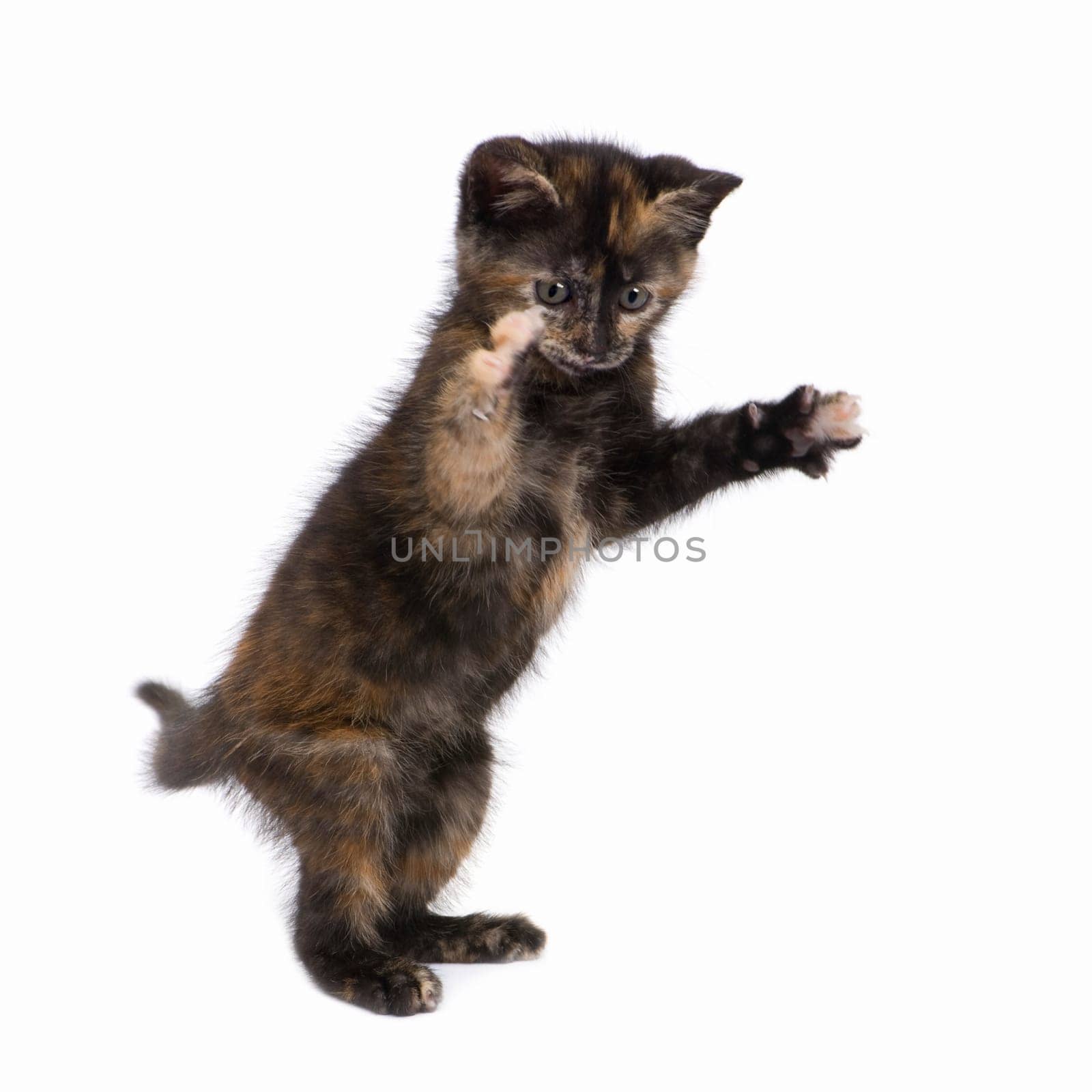Tortoiseshell cat (2 months) in front of a white background