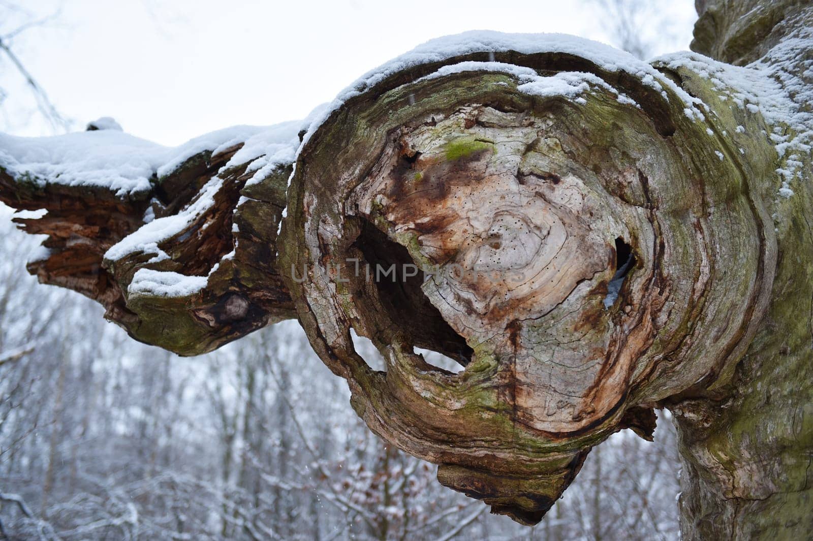 Old oak in the Sababurg forest