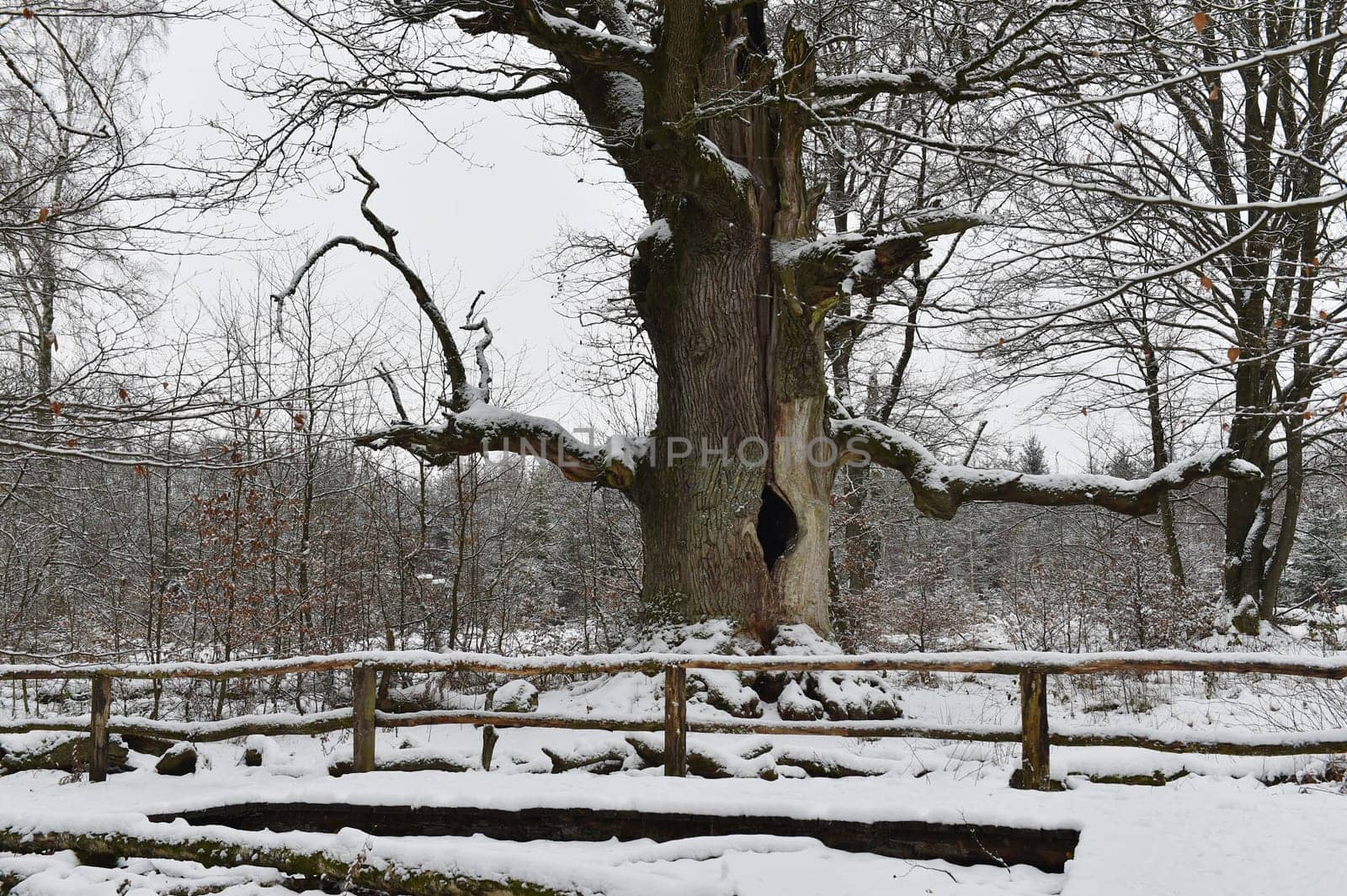 Old oak in the Sababurg forest