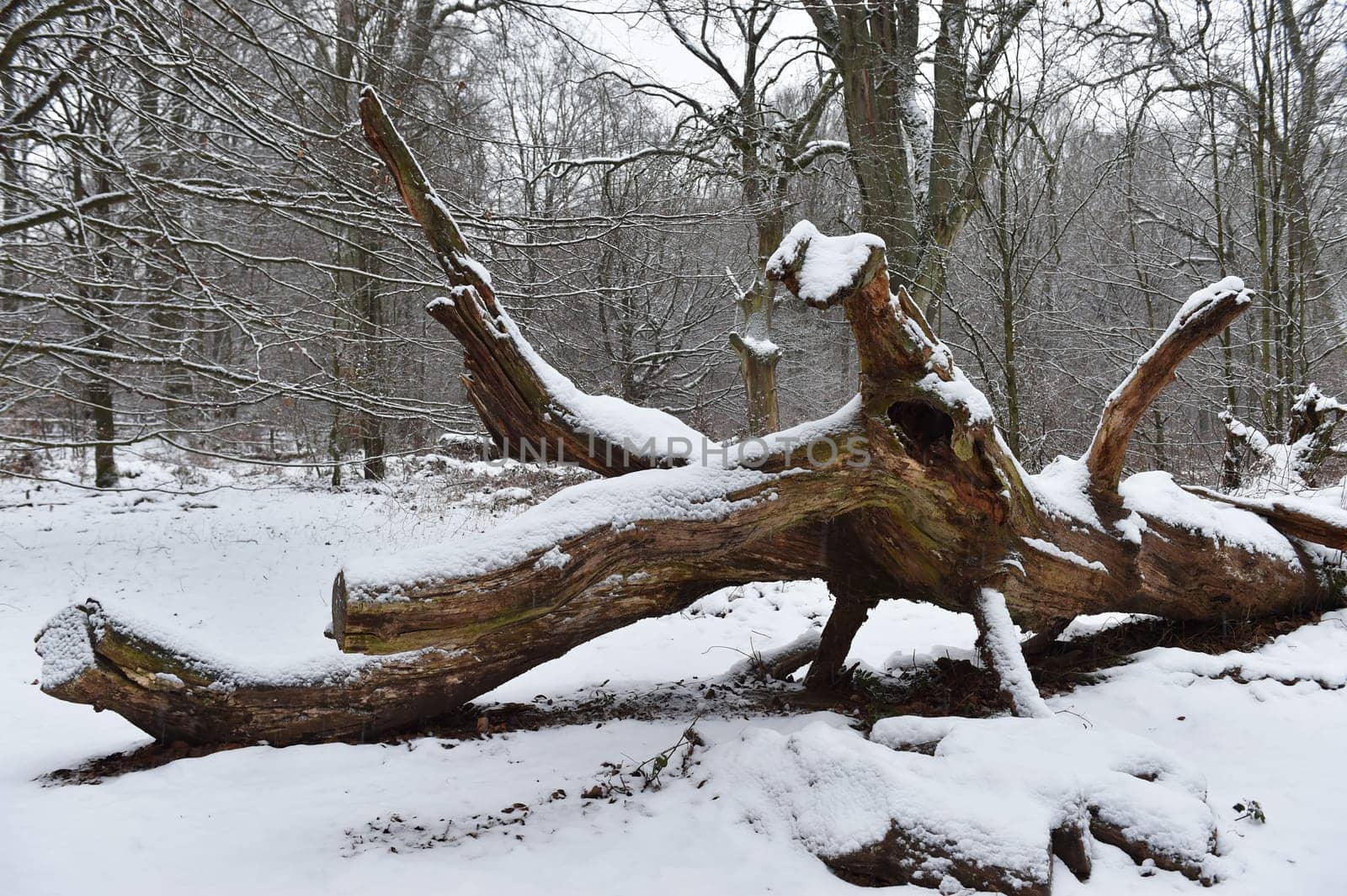 Old oak in the Sababurg forest