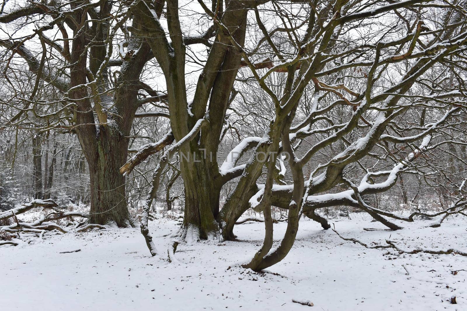 Beech in the Sababurg jungle
