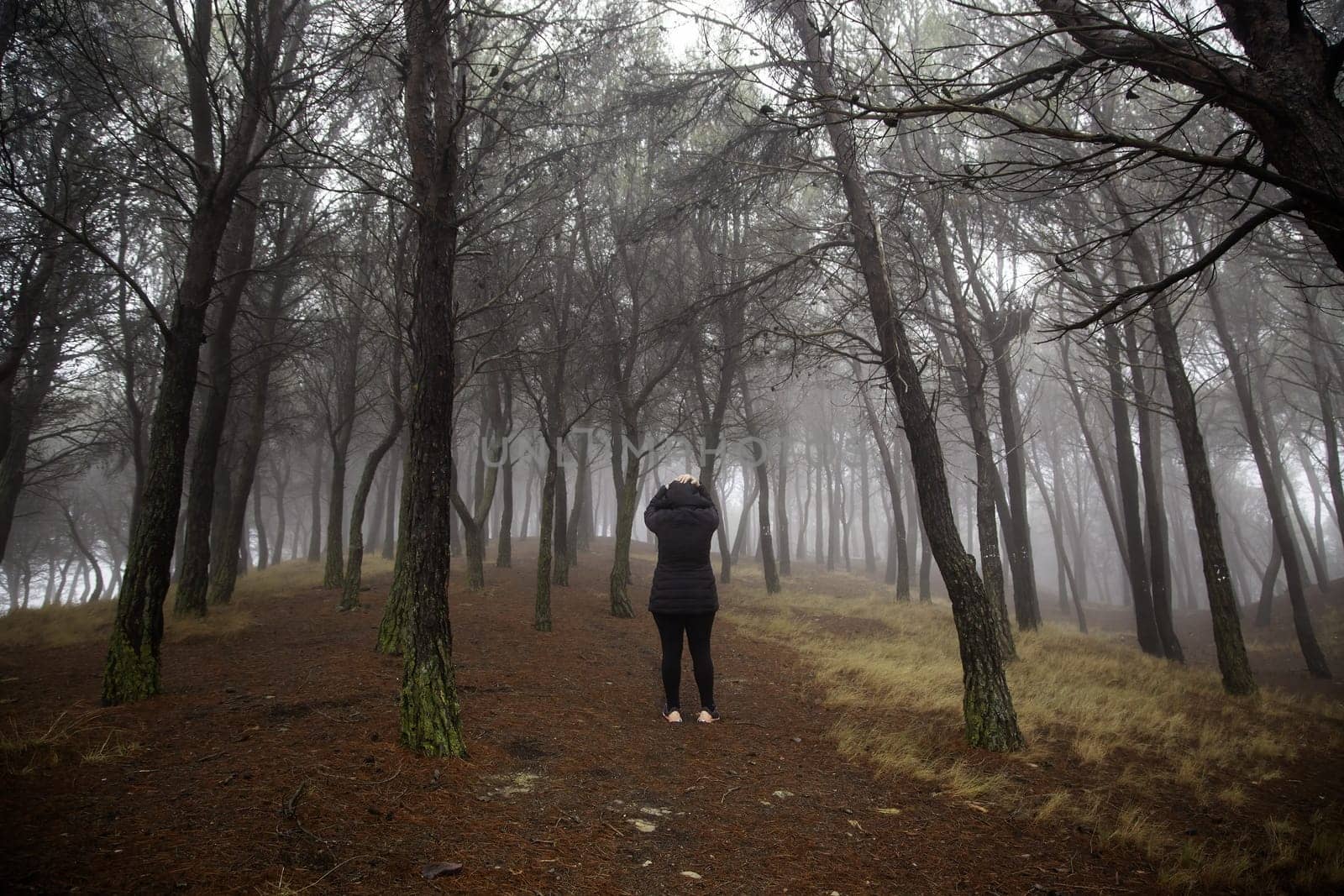 Detail of a walk through a forest on a foggy winter day