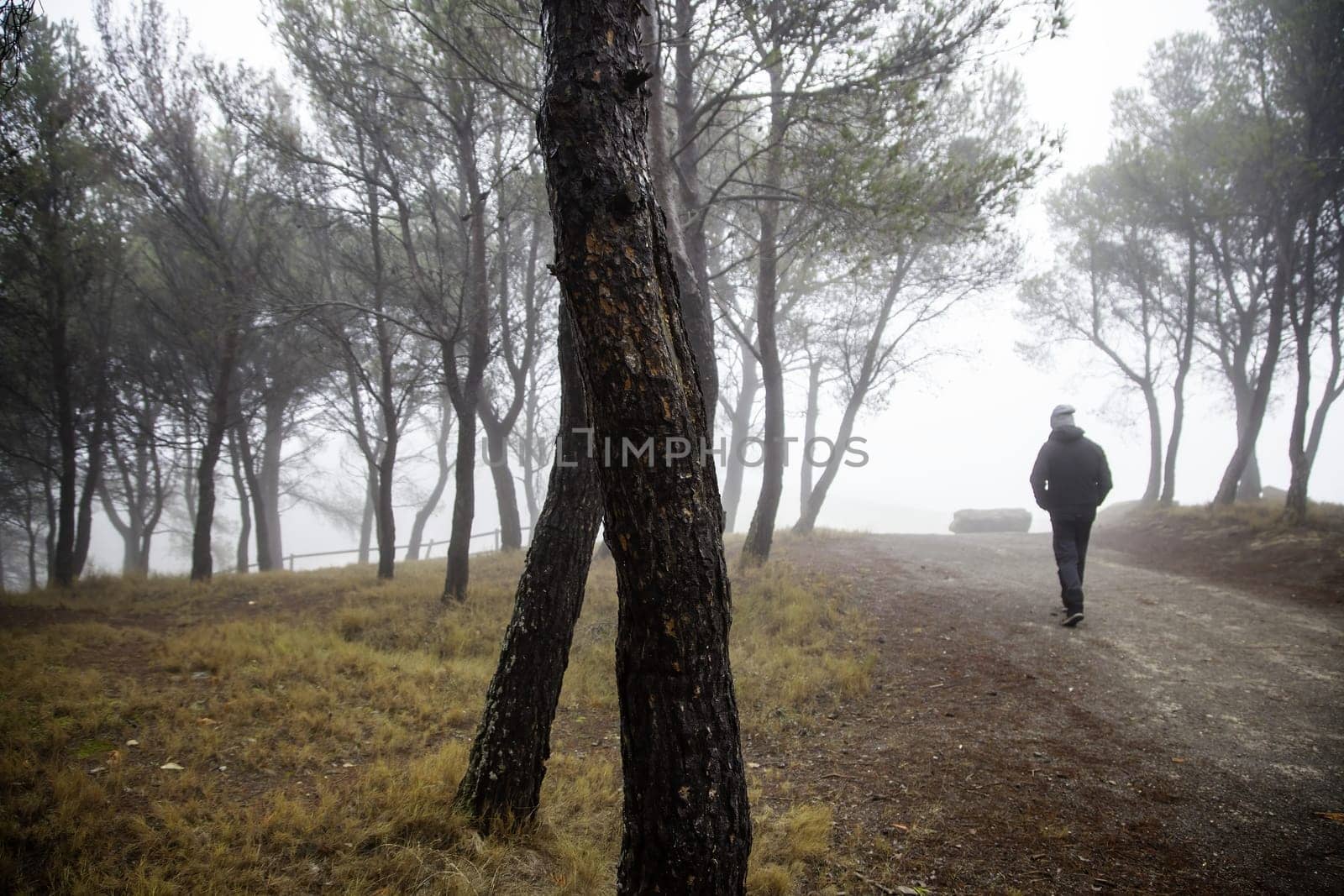 Detail of a walk through the woods on a cold winter day