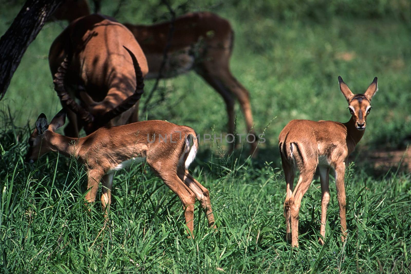 Impala (Aepyceros melampus), Kruger National Park, mpumalanga, South Africa.