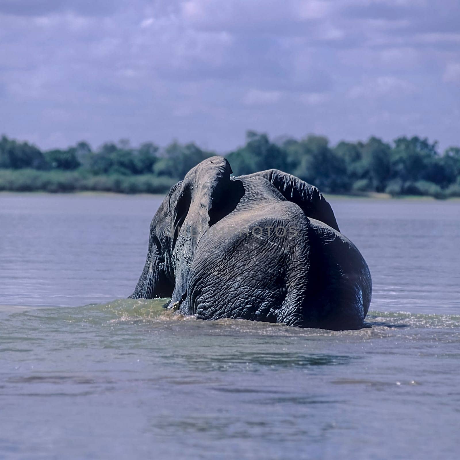 Elephant (Loxodonta africana), Selous Game Reserve, Morogoro, Tanzania, Africa