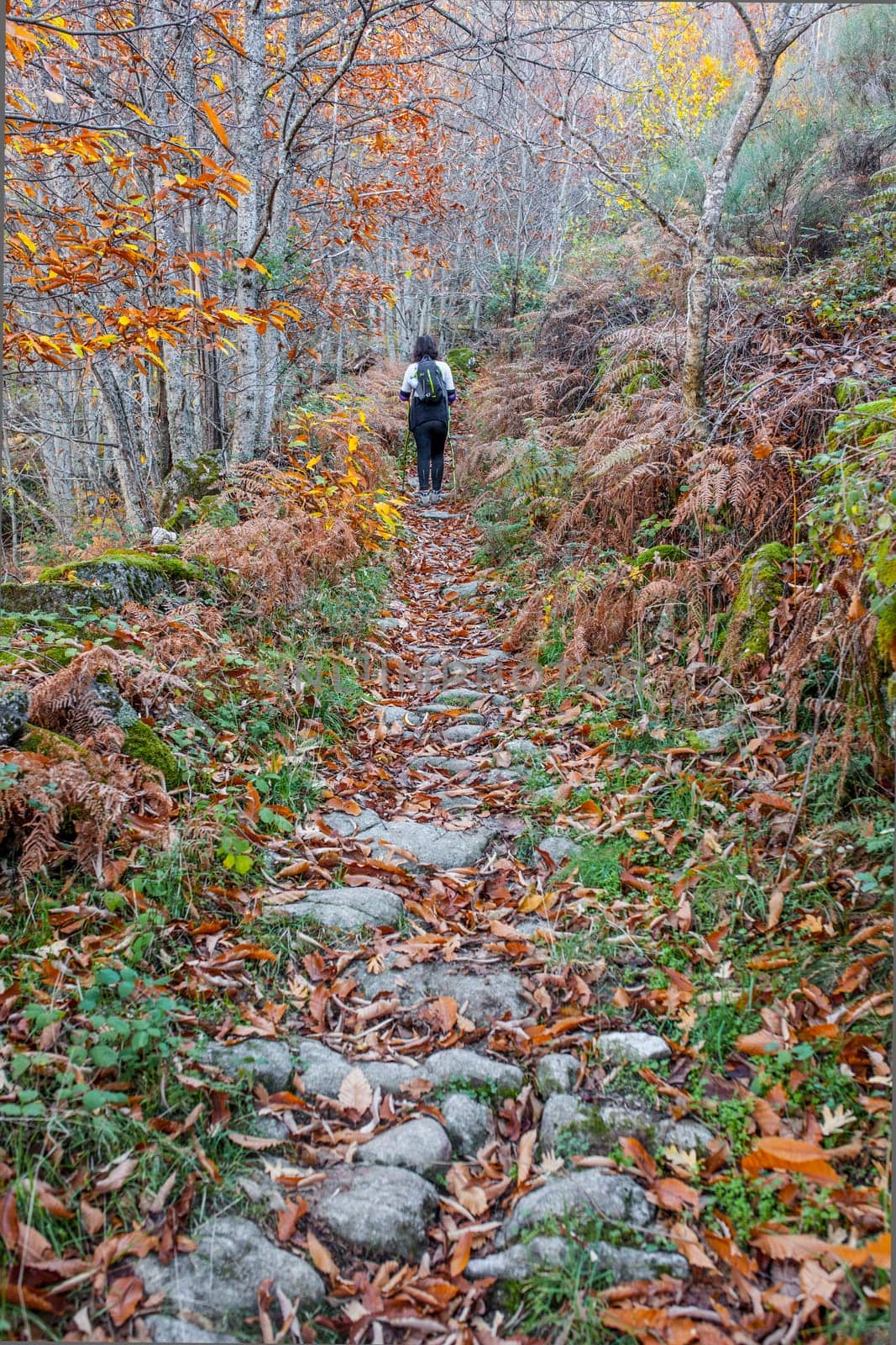 Trekker walking through chesnut forest. Magic Autumn at Ambroz Valley, Extremadura, Spain