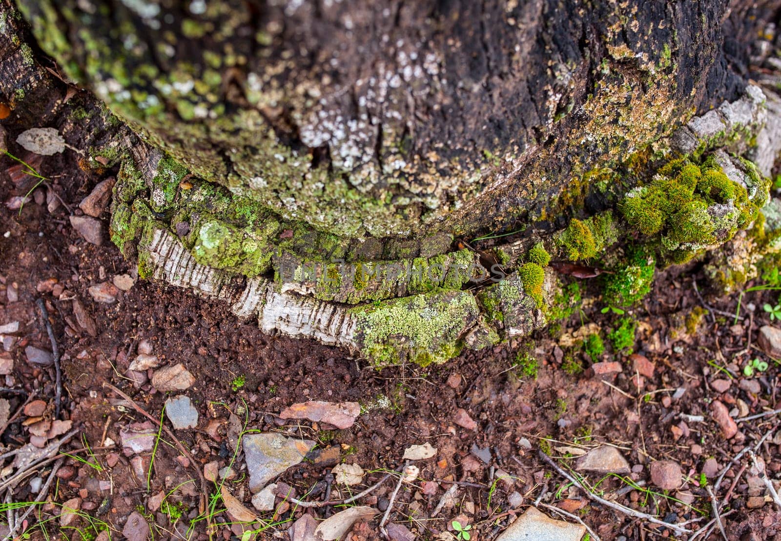 Old mossy layers of cork oak trunk. Overhead view