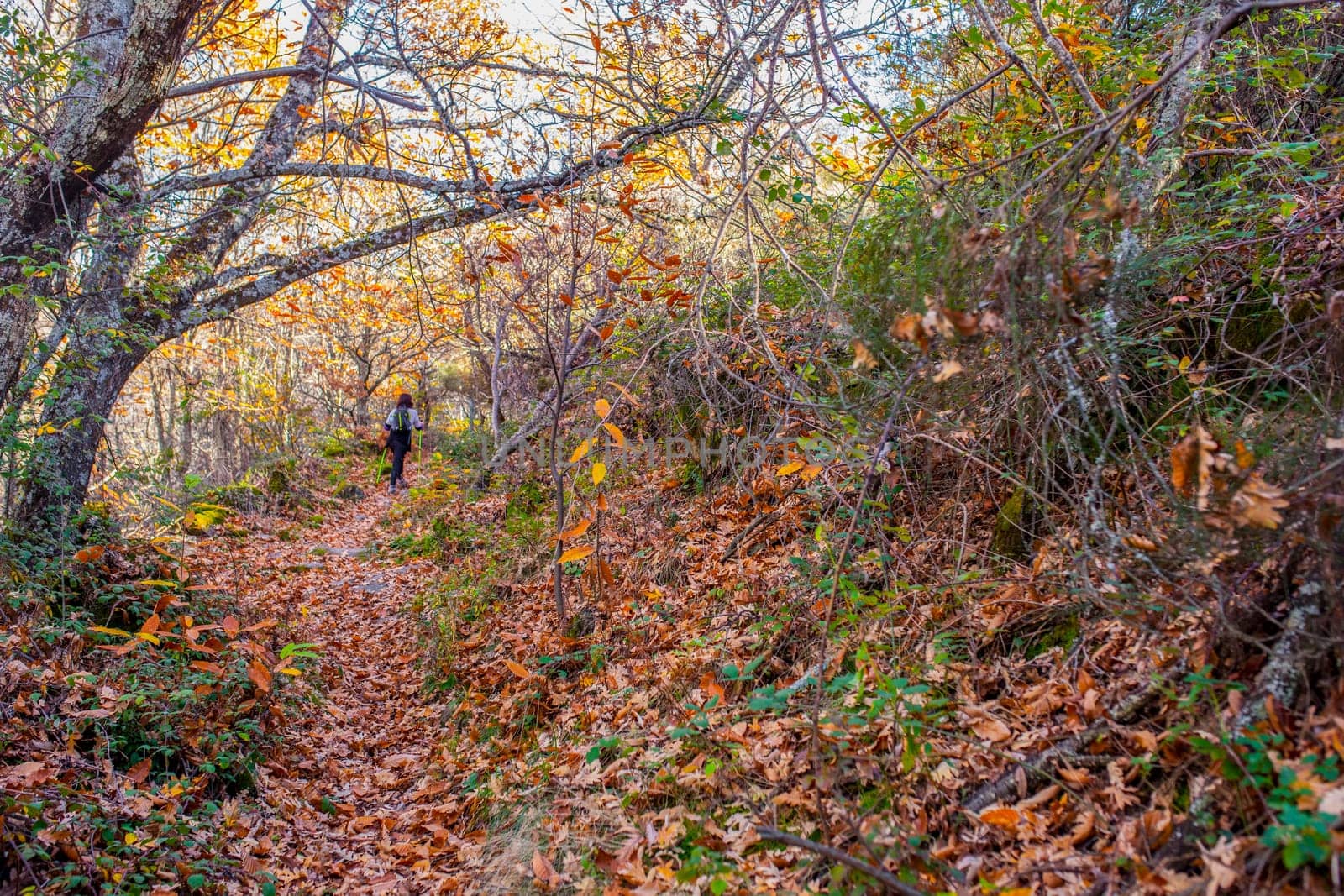 Trekker walking through chesnut forest. Magic Autumn at Ambroz Valley, Extremadura, Spain
