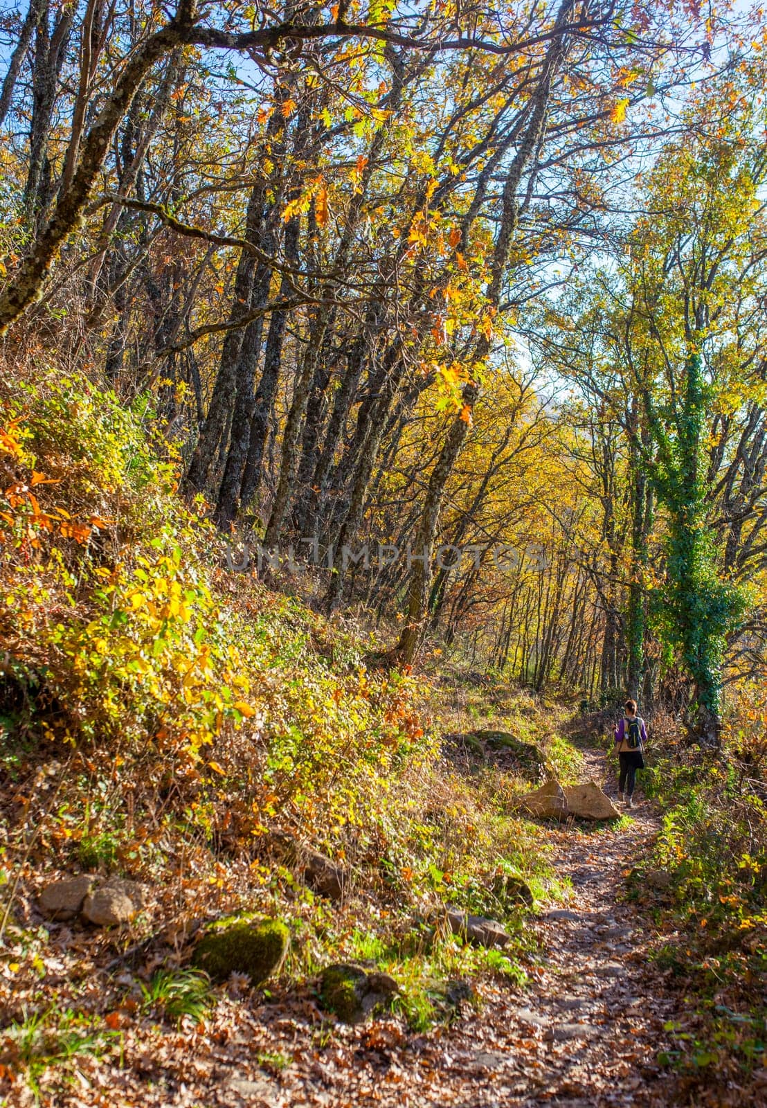 Trekker walking through chesnut forest. Magic Autumn at Ambroz Valley, Extremadura, Spain
