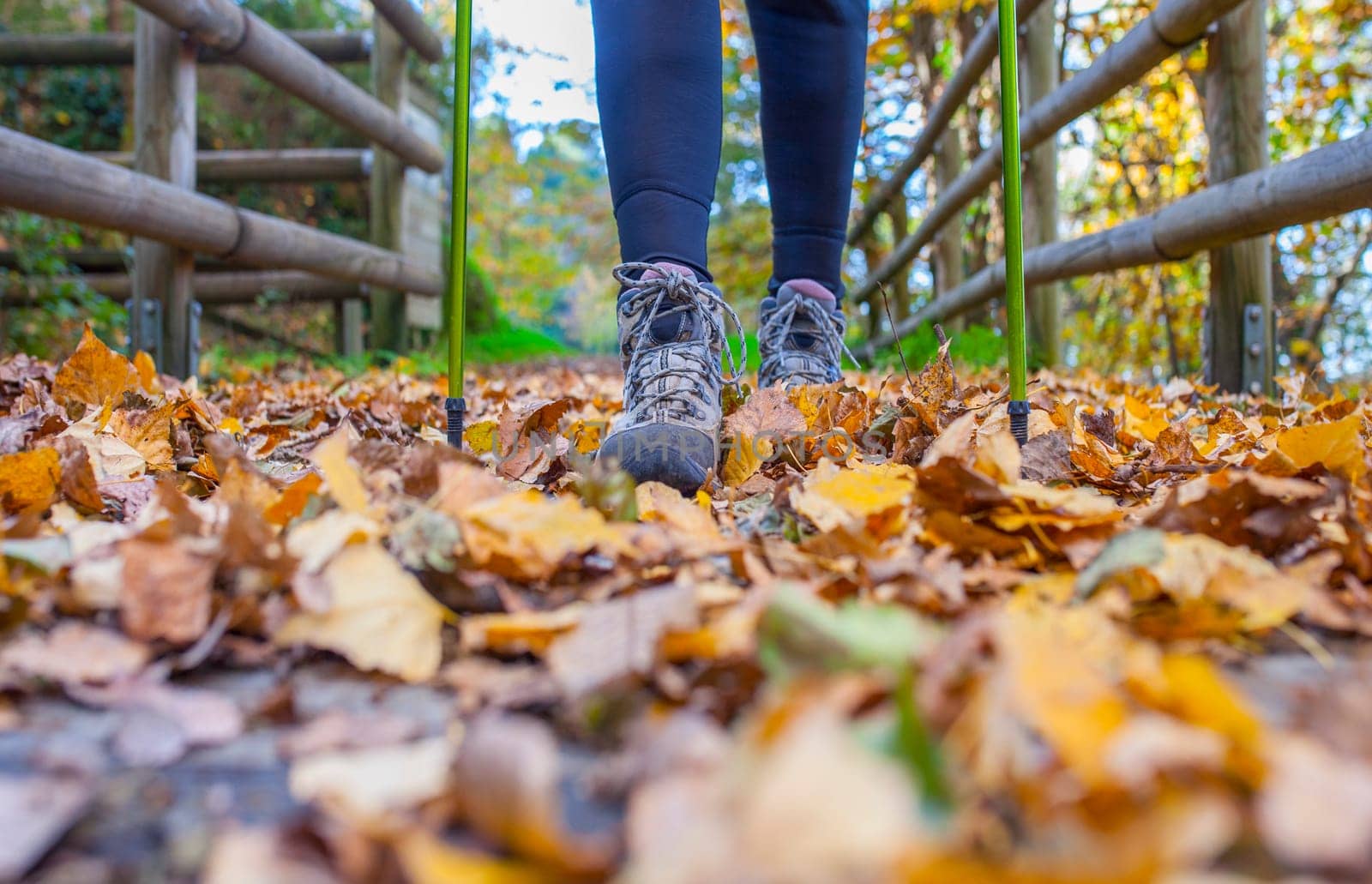 Trekker walking through chesnut forest. Magic Autumn at Ambroz Valley, Extremadura, Spain