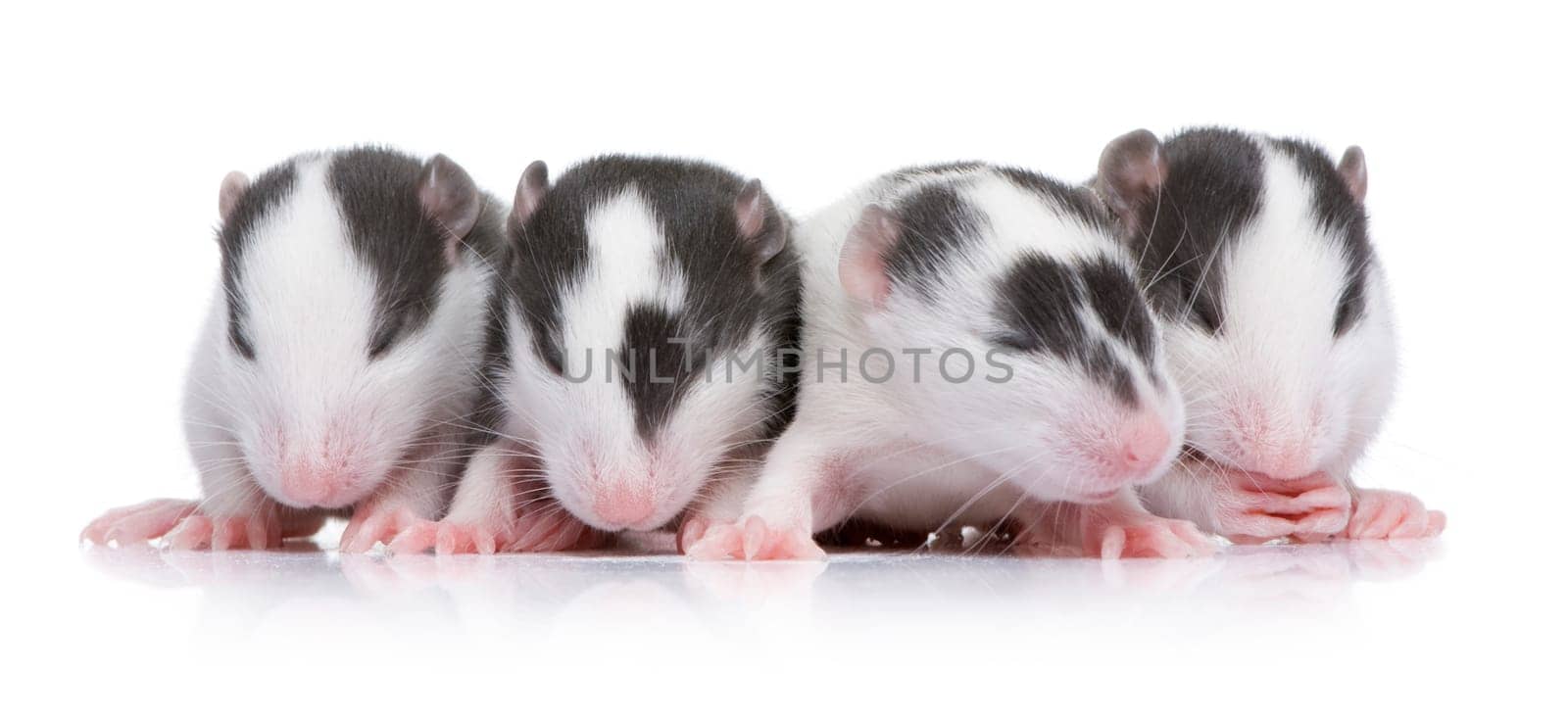 babby Rat in front of a white background