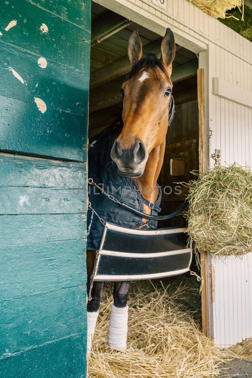 Thoroughbred race horse in a stable in Lexington, Kentucky