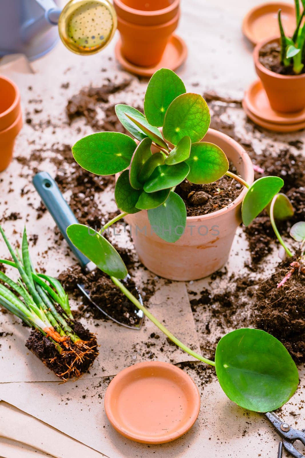 Transplanting plant a into a new pot, replanting of houseplants, gardening concept