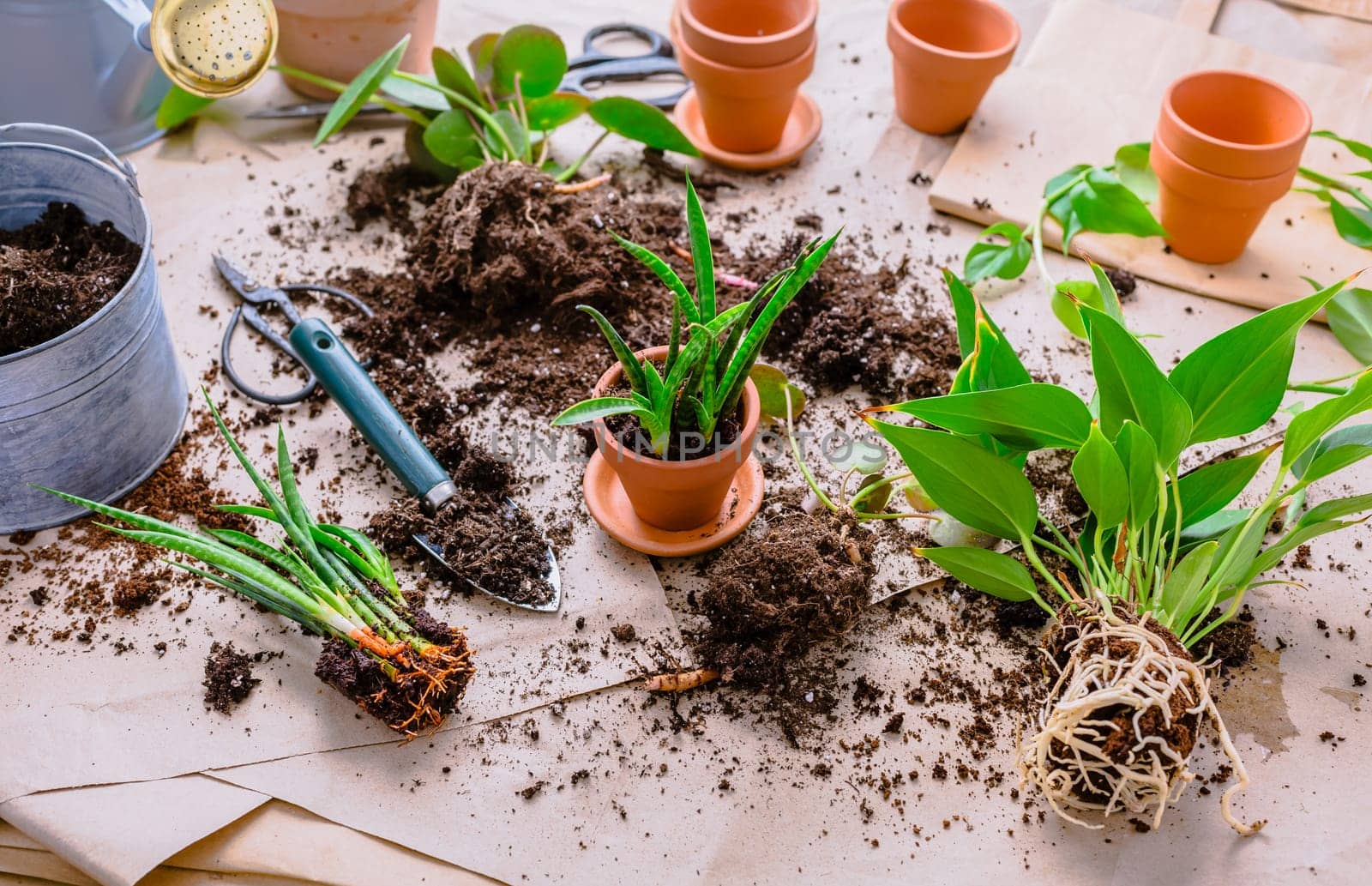 Transplanting plant a into a new pot, replanting of houseplants, gardening concept