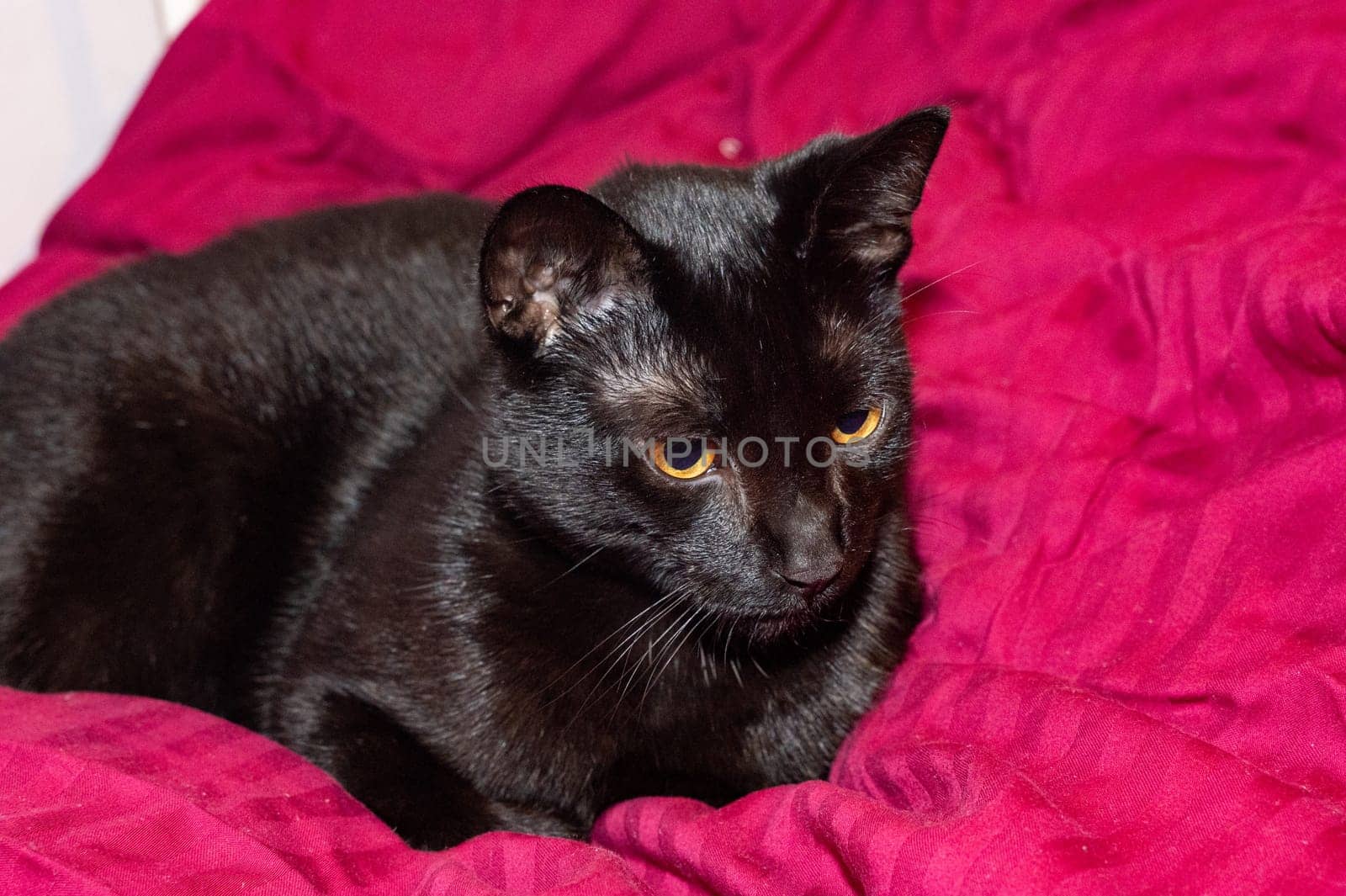 A black cat lies comfortably in a bed