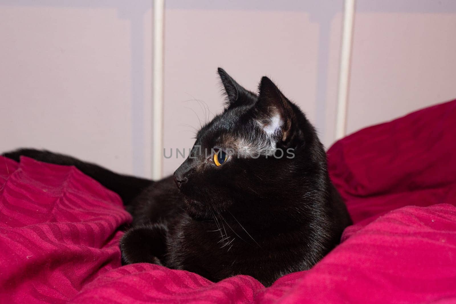 A black cat lies comfortably in a bed