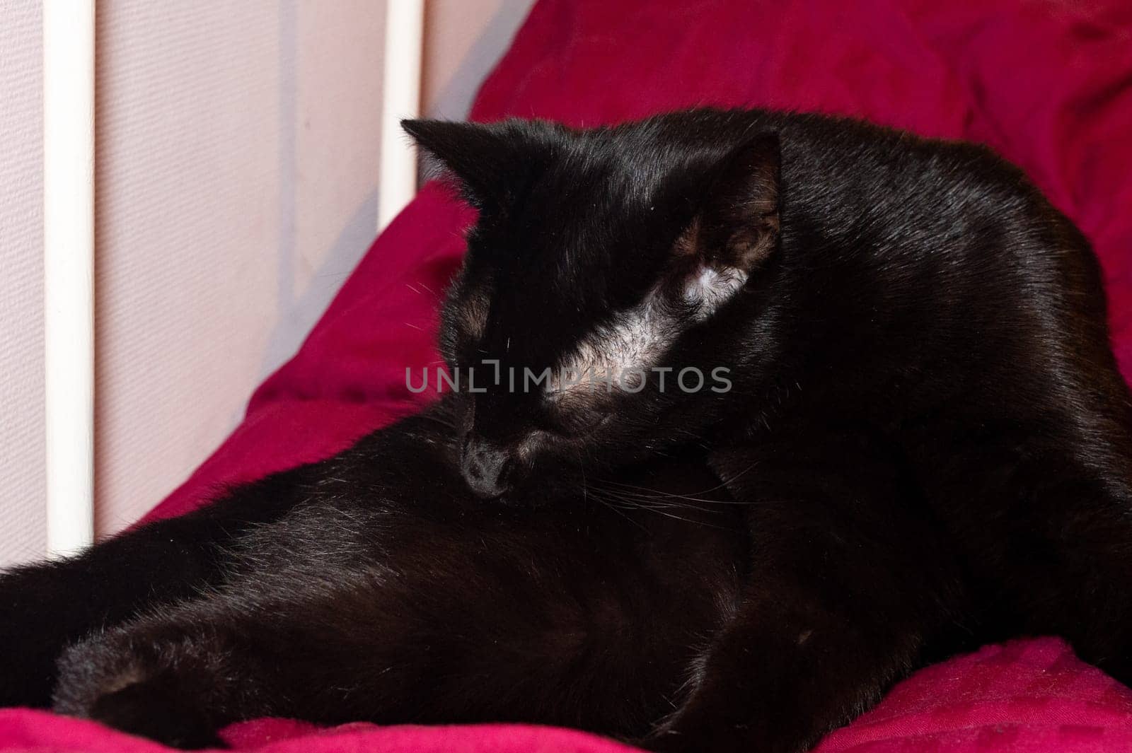 A black cat lies in a bed and cleans itself