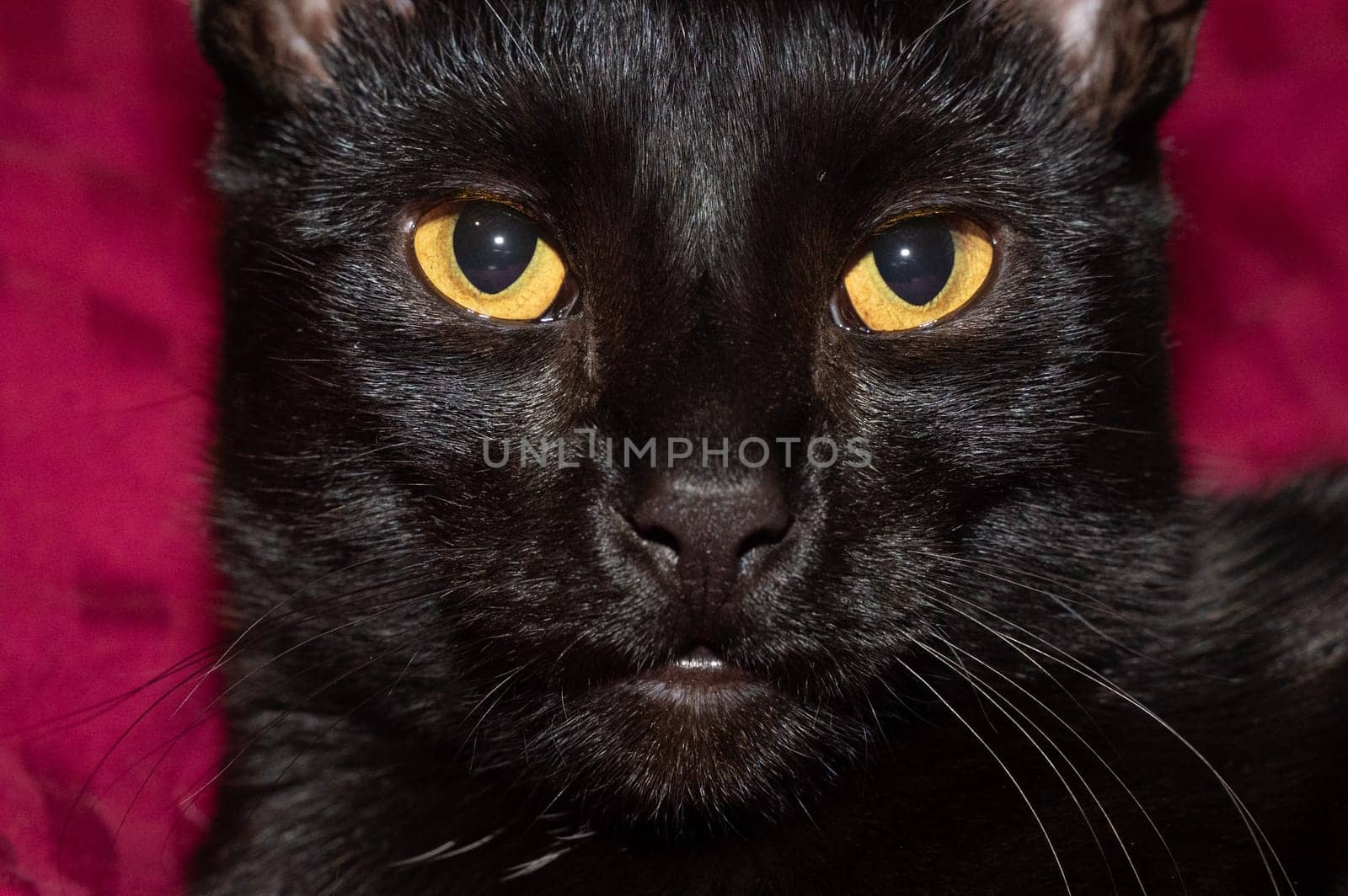 Head of a black cat facing forward