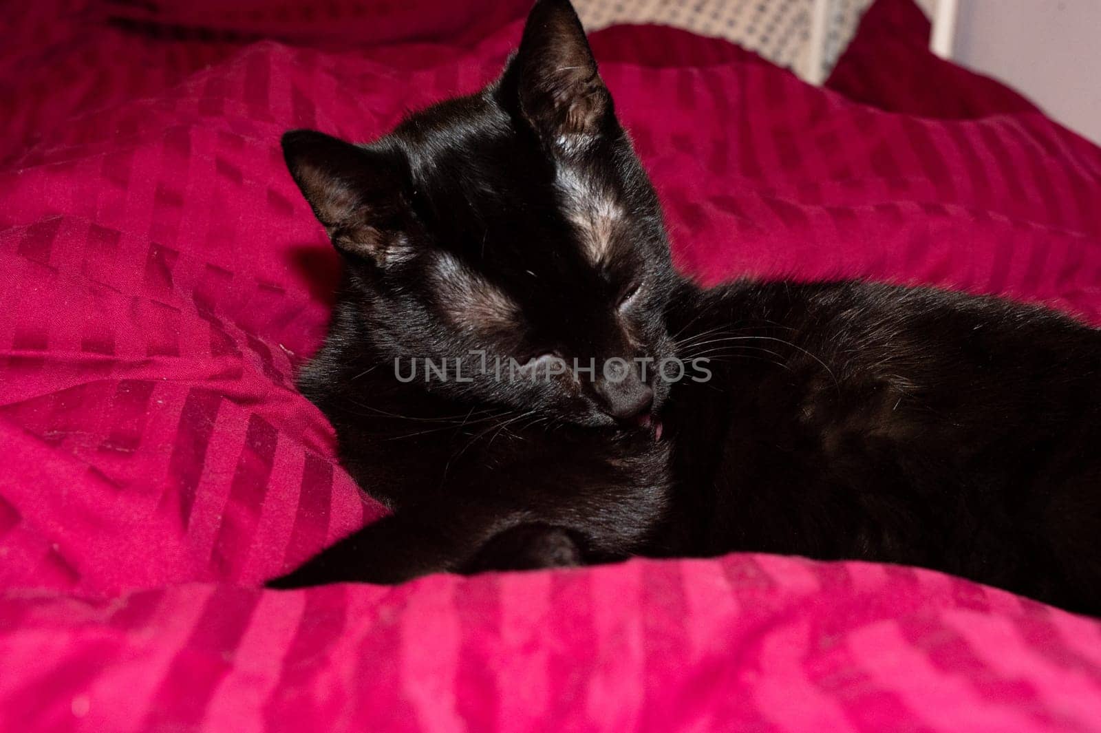 A black cat lies in a bed and cleans itself