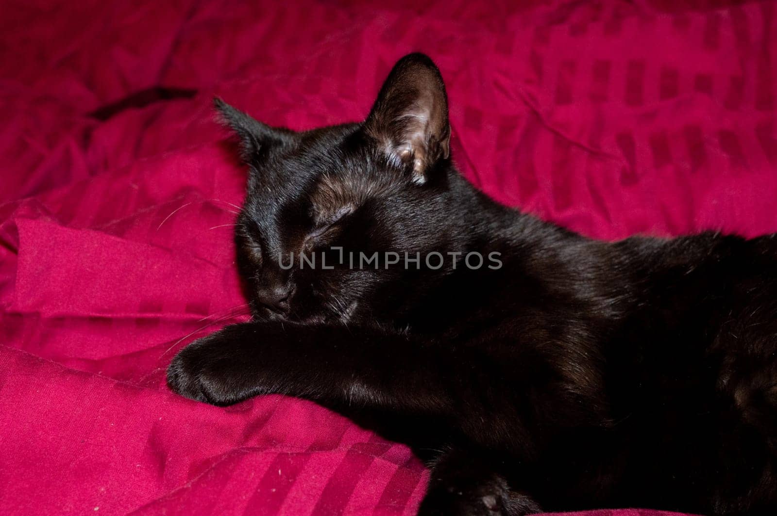 A black cat lies in a bed and cleans itself
