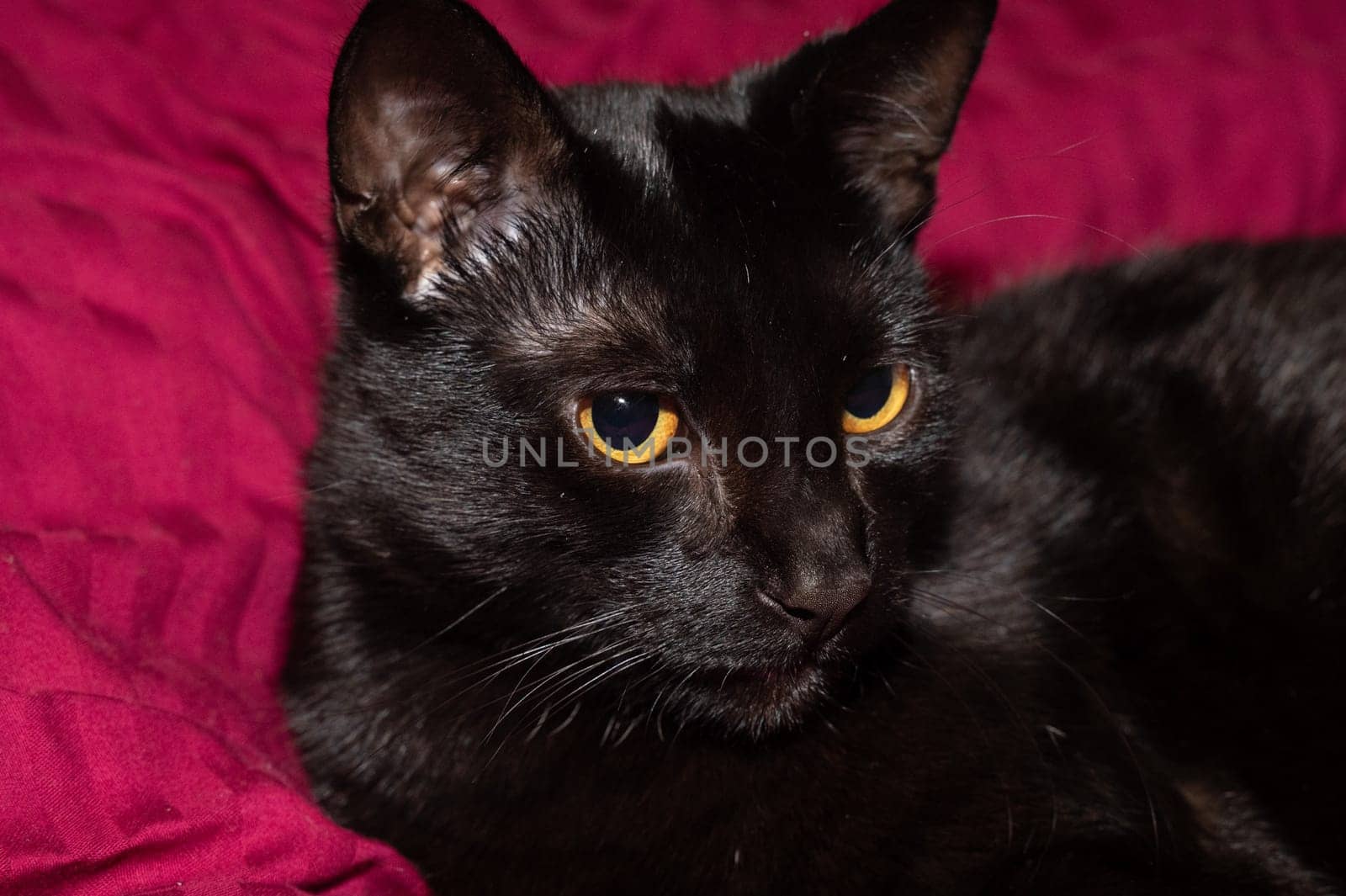 Head of a black cat looking sideways