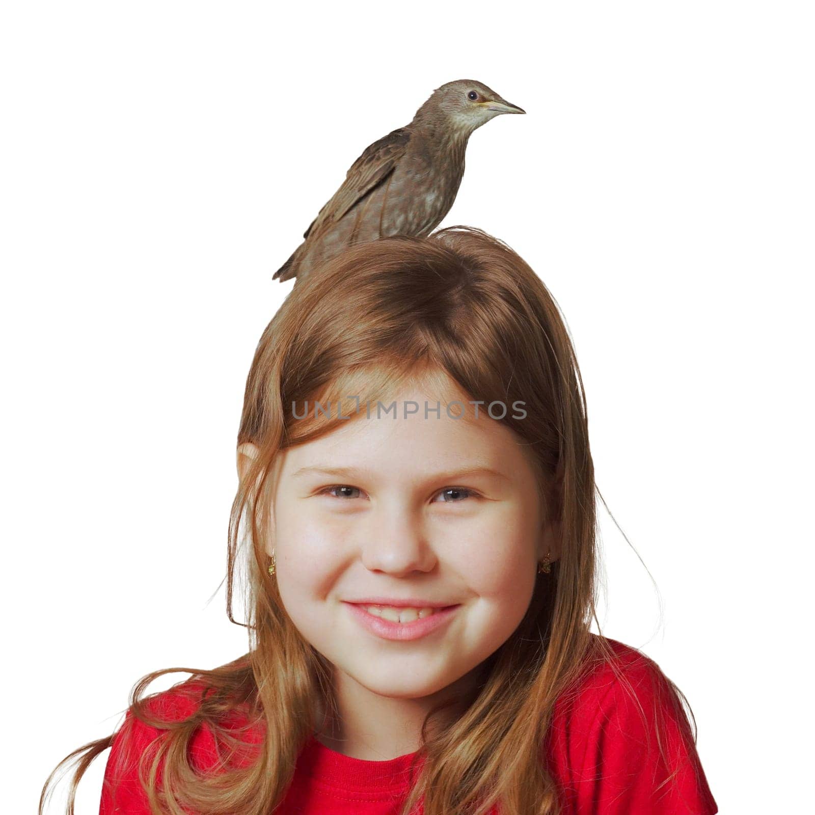 Grown up starling nestling sitting on head of joyful little girl. Portrait of smiling child isolated on white. Kid play with baby bird. Bird care, protection, love animals. Spring songbird.