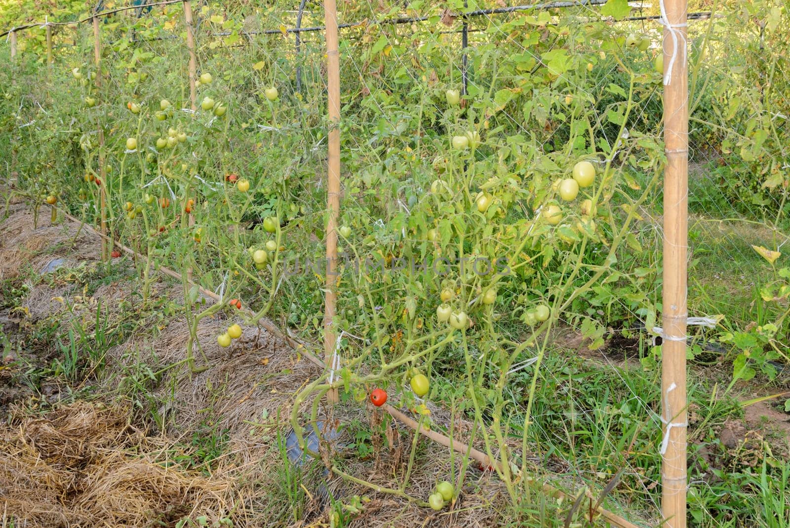Tomatoes on the vine