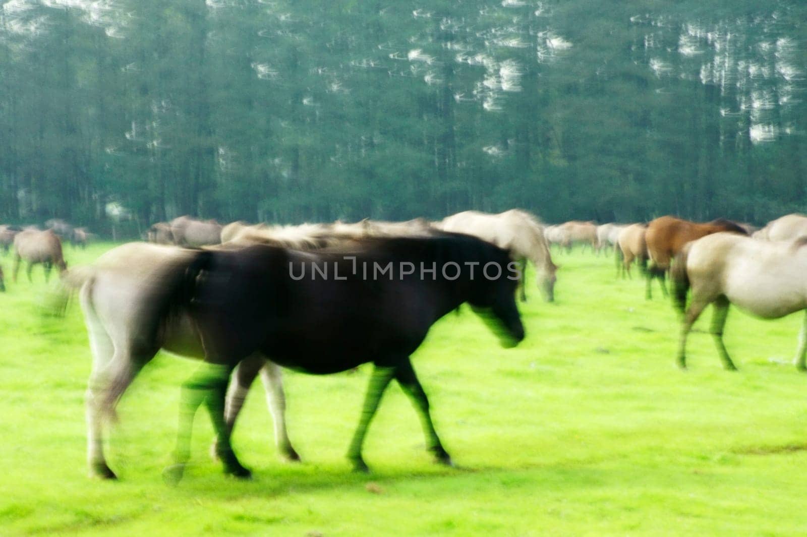 A herd of Dülmen wild horses grazes on a paddock at the edge of the forest.