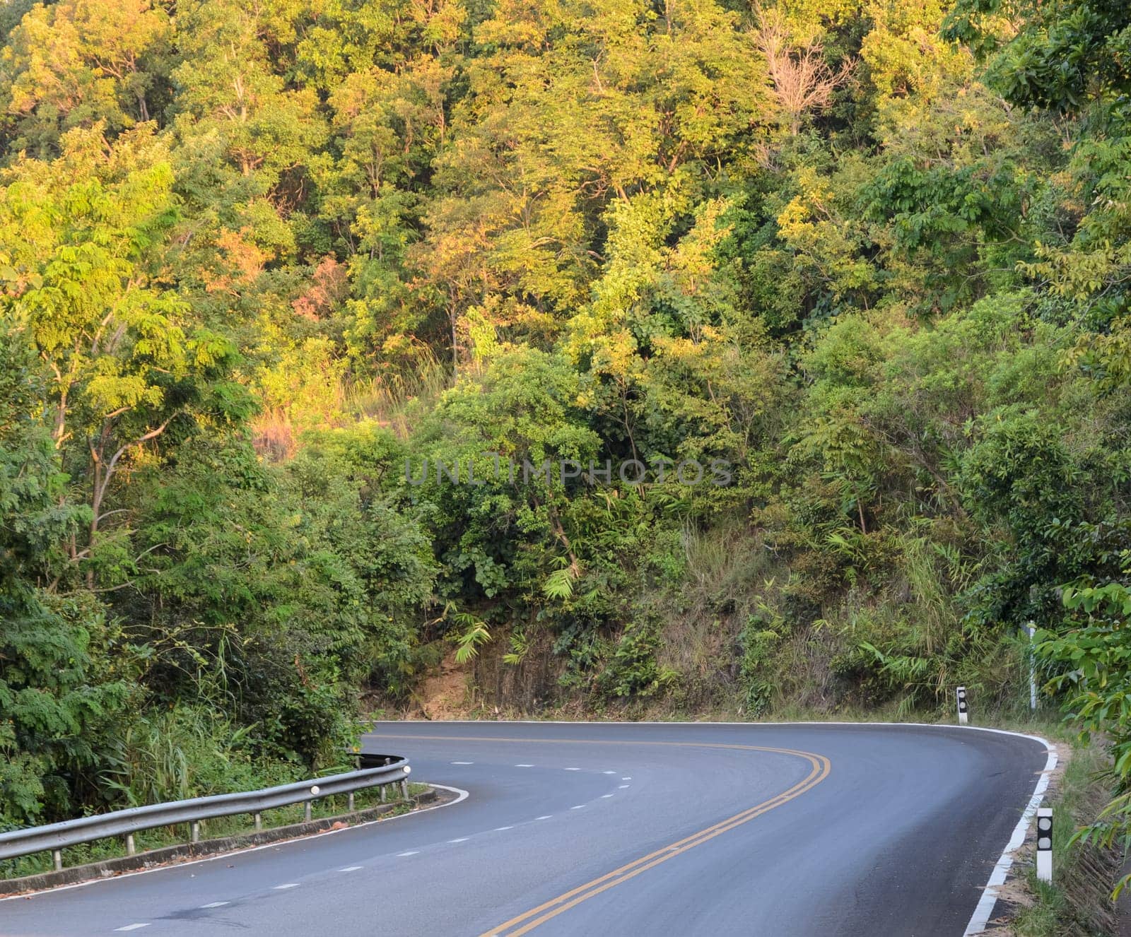 Green forest curve road